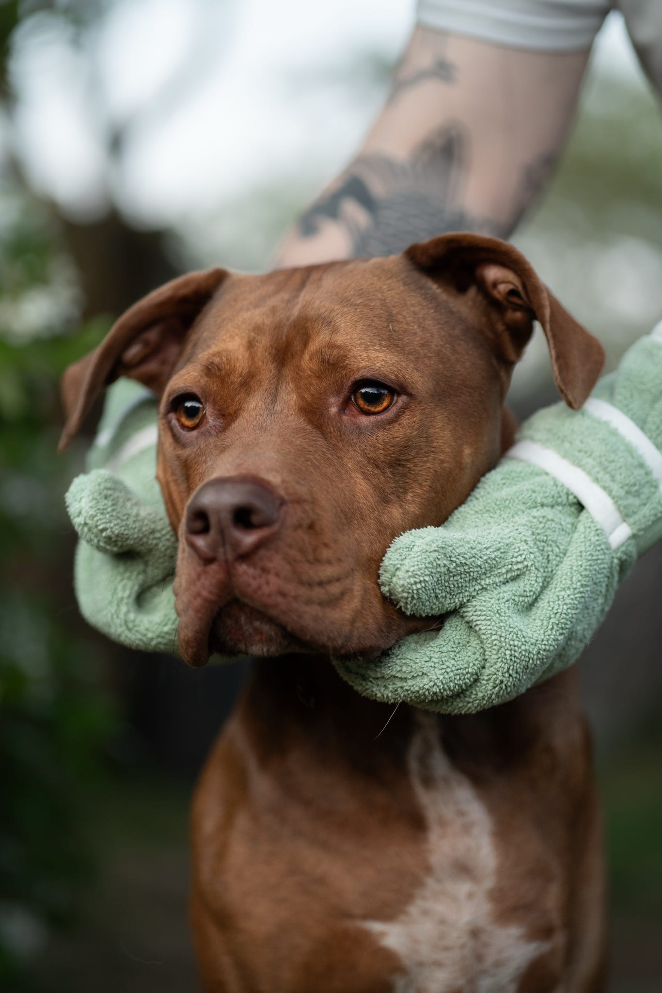 Dog Drying Gloves