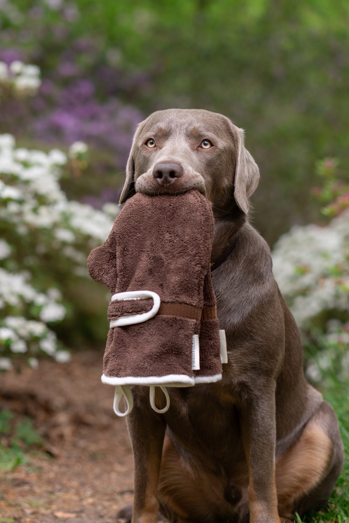 Dog Drying Gloves