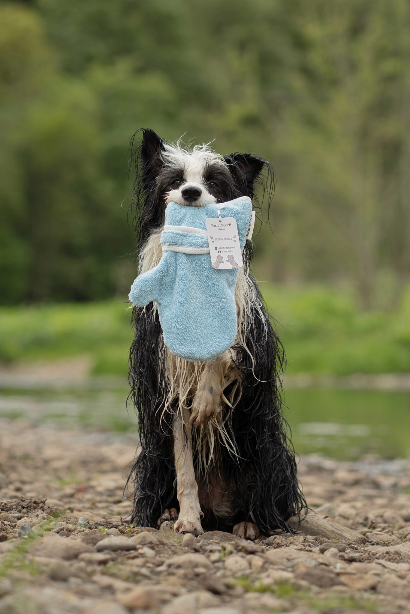 Pastel Pooch Boutique ® Dog Drying Gloves