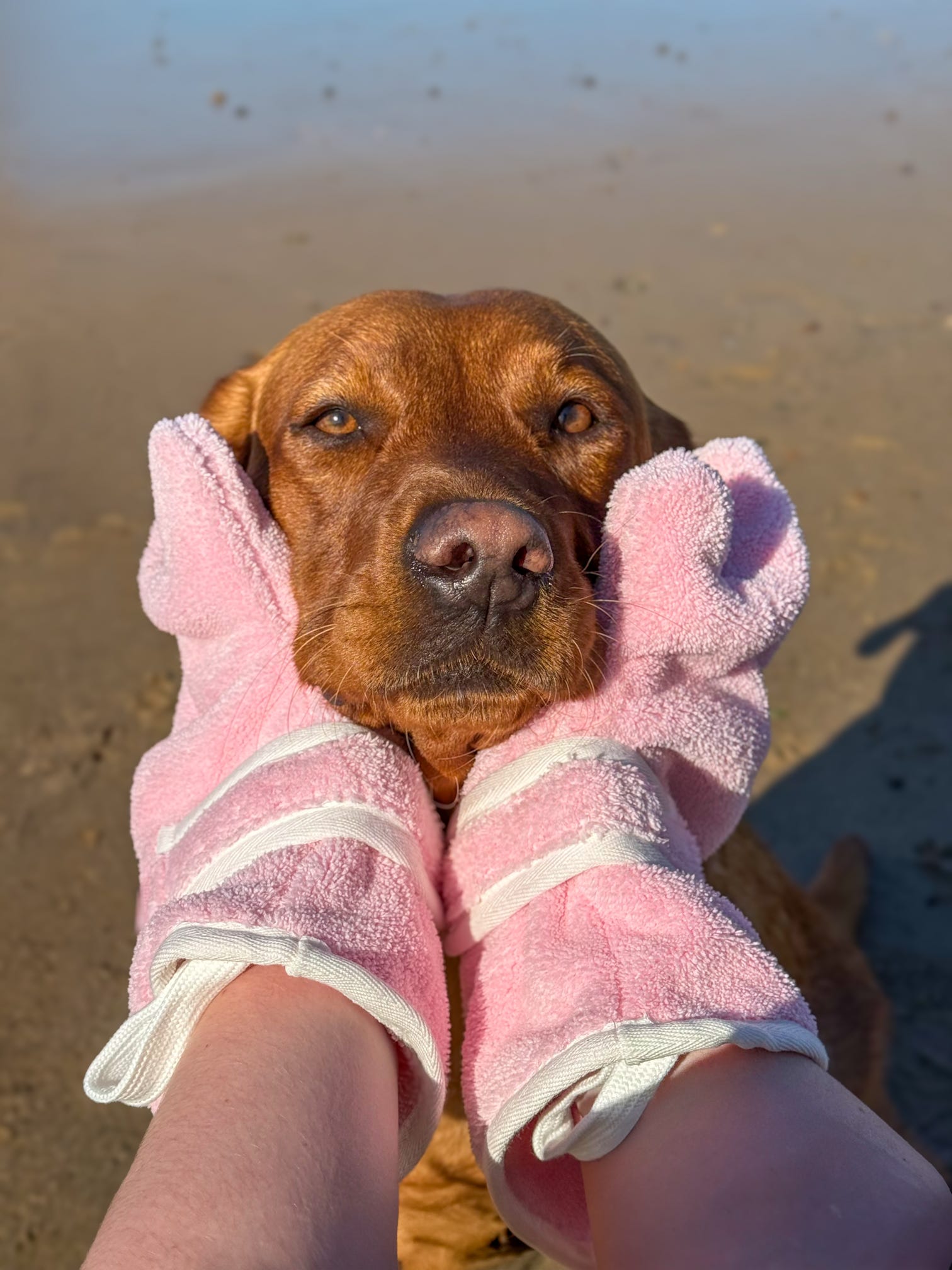 Dog Drying Gloves