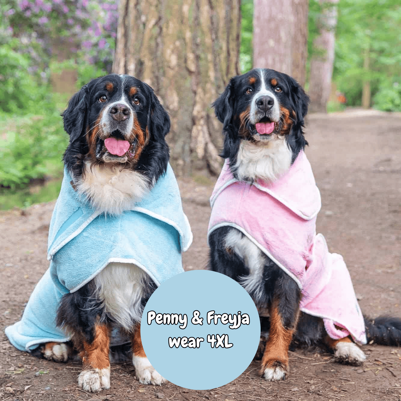 Two dogs wearing large towels outdoors with text indicating their size.