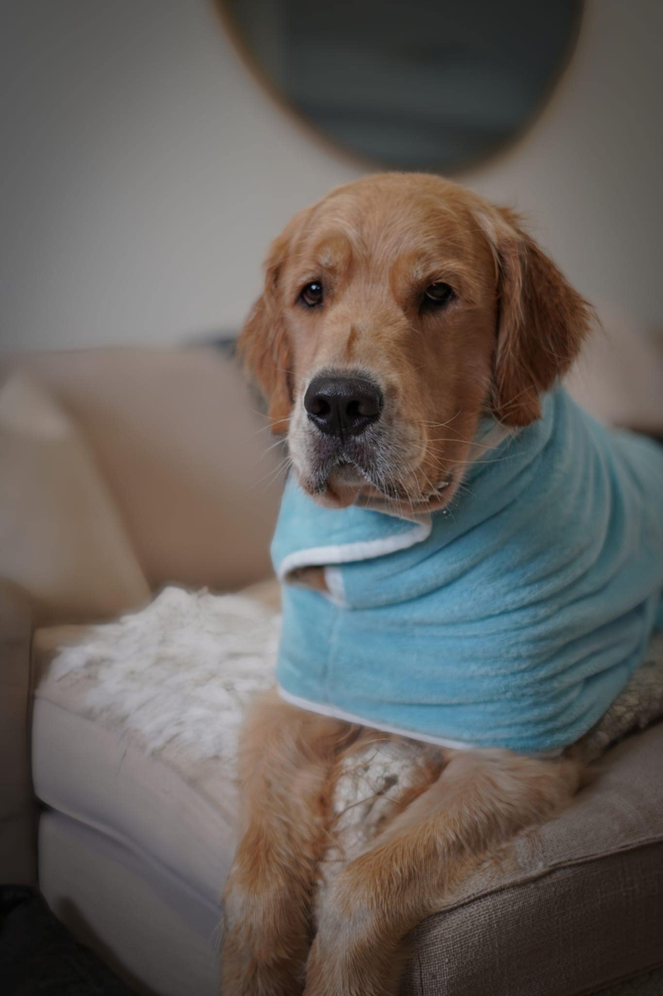 Pastel Pooch Boutique ® Dog Drying Coat (Gen 2- The Modified)