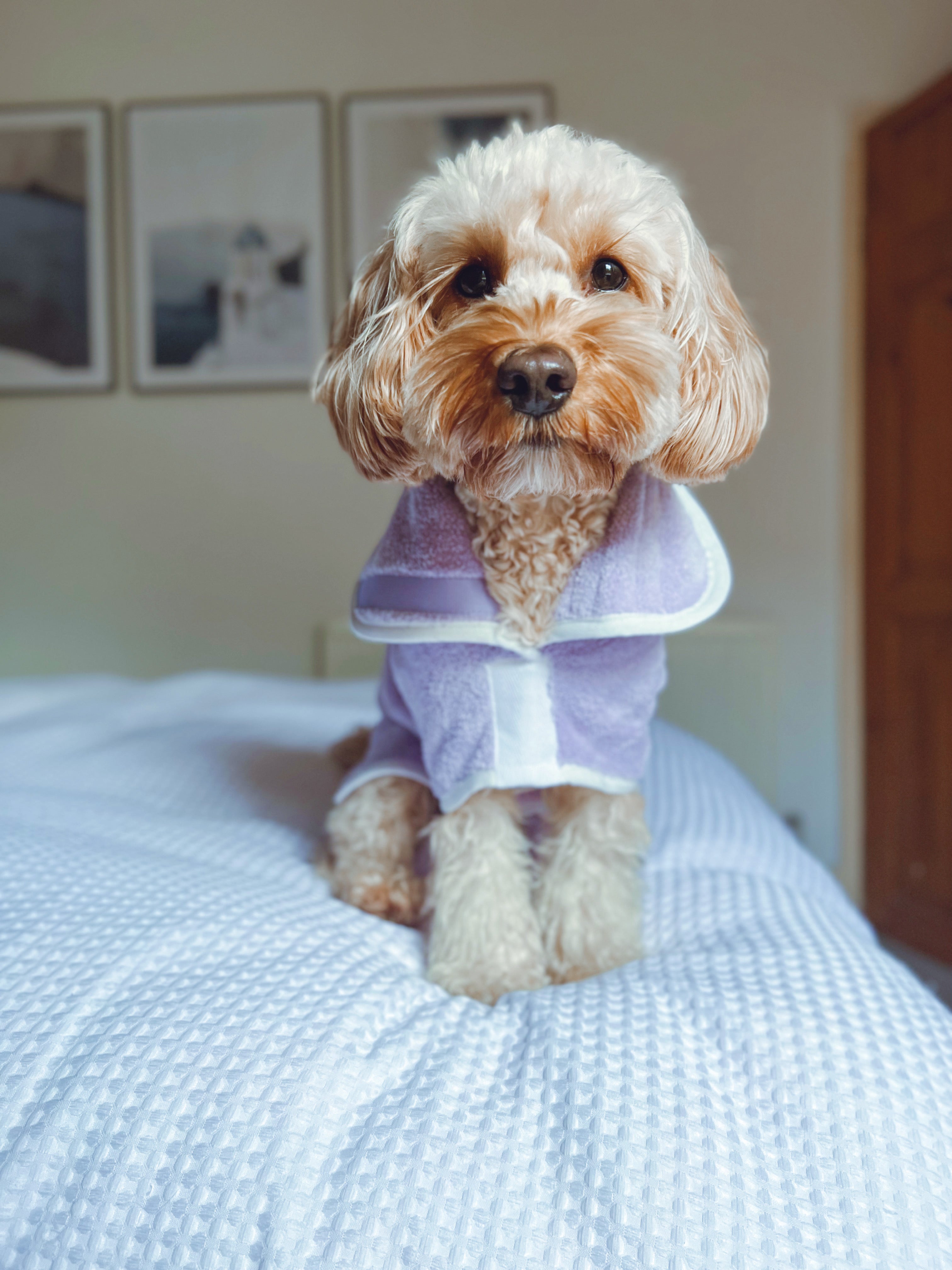 Pastel Pooch Boutique ® Dog Drying Coat (Gen 1 - The Original) Clearance Sale