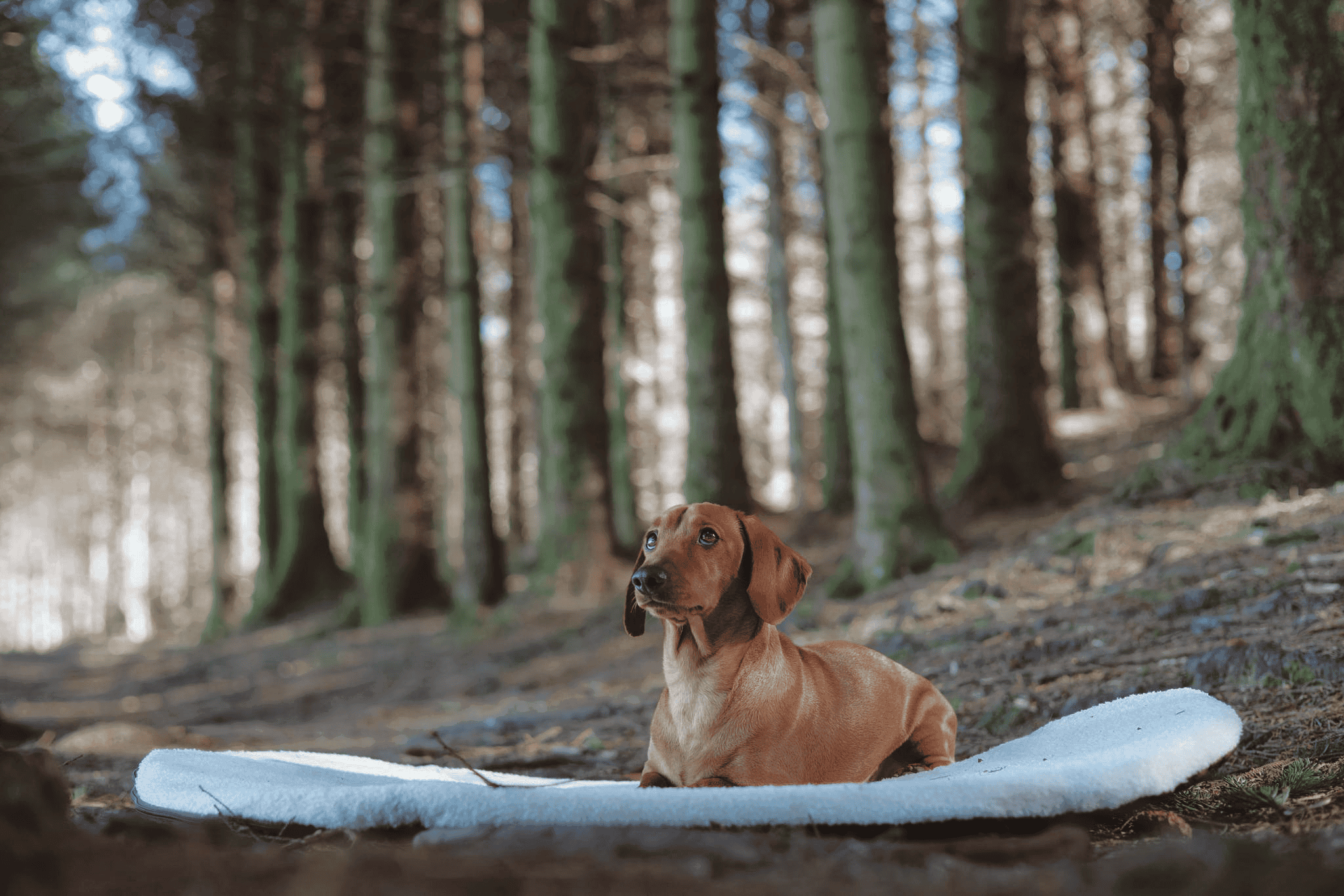 Pastel Pooch Boutique ® Luxe Quilted Bouclé Settle Mat