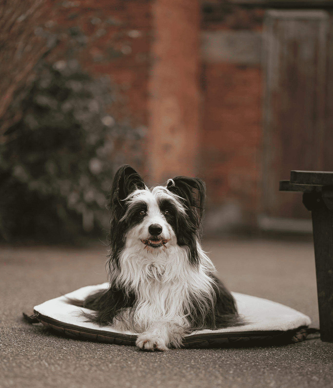 Pastel Pooch Boutique ® Luxe Quilted Bouclé Settle Mat