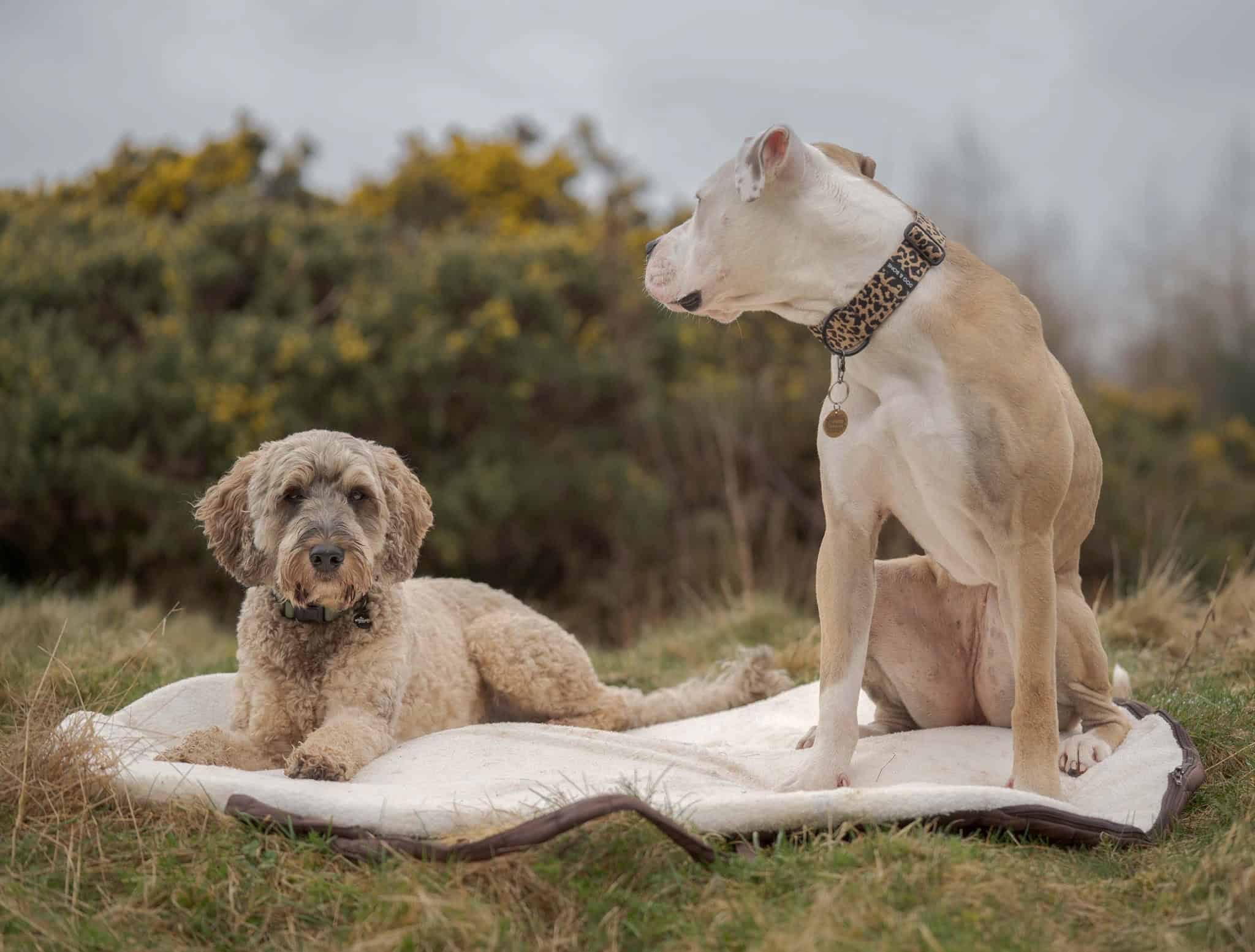 Pastel Pooch Boutique ® Luxe Quilted Bouclé Settle Mat