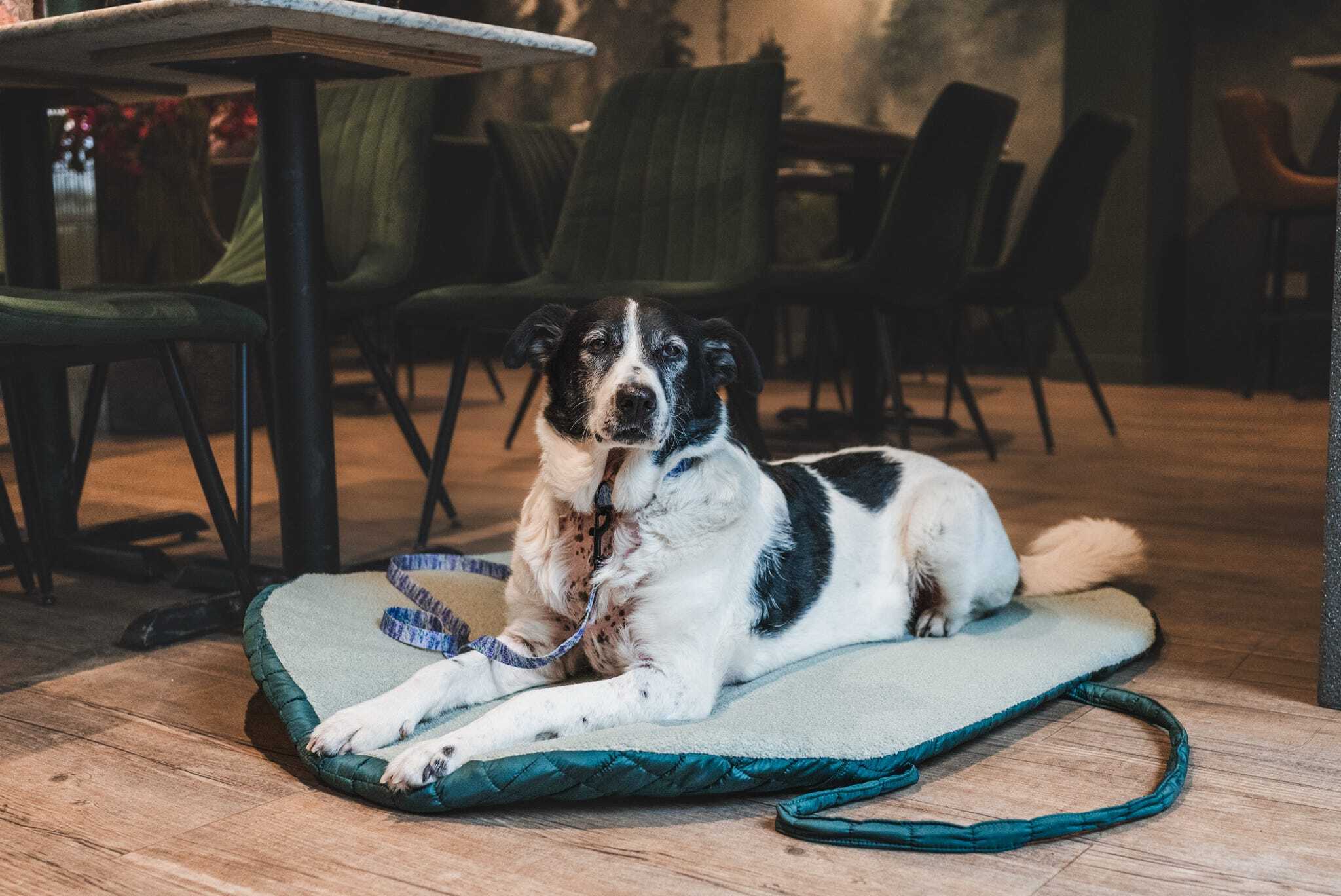 Pastel Pooch Boutique ® Luxe Quilted Bouclé Settle Mat