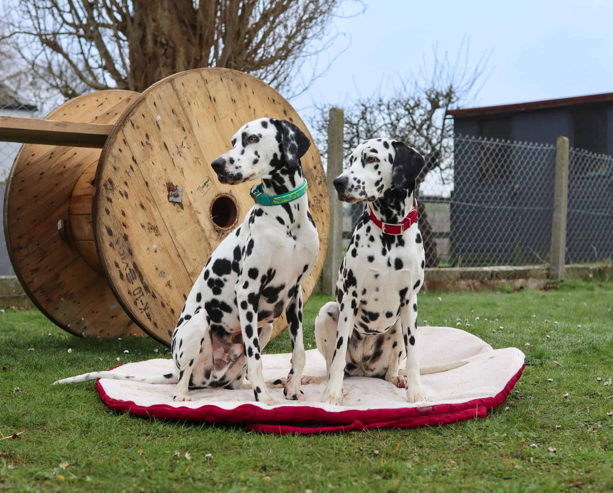 Pastel Pooch Boutique ® Luxe Quilted Bouclé Settle Mat