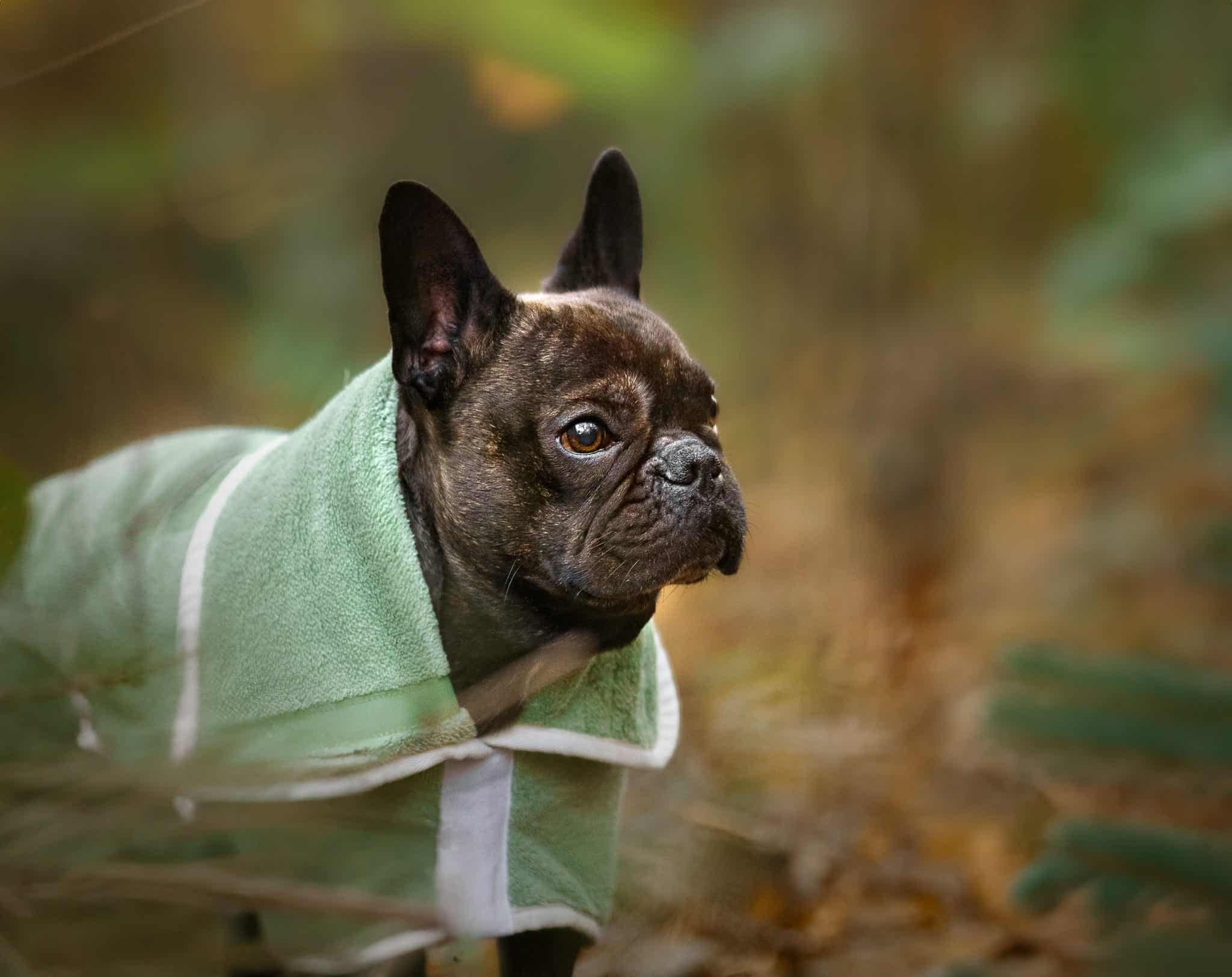 Pastel Pooch Boutique ® Dog Drying Coat (Gen 1 - The Original) Clearance Sale