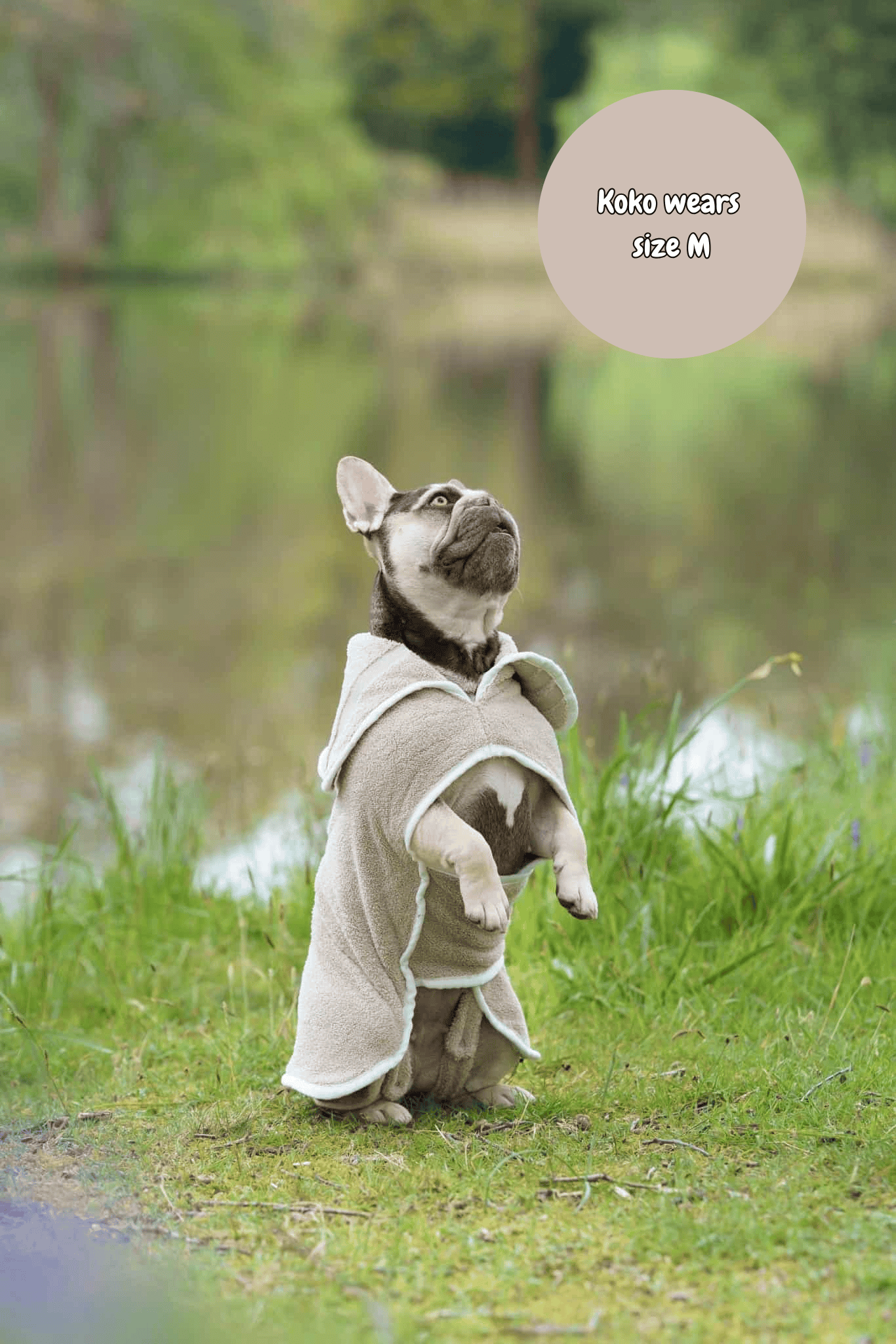 Dog in a drying robe standing outdoors near a body of water