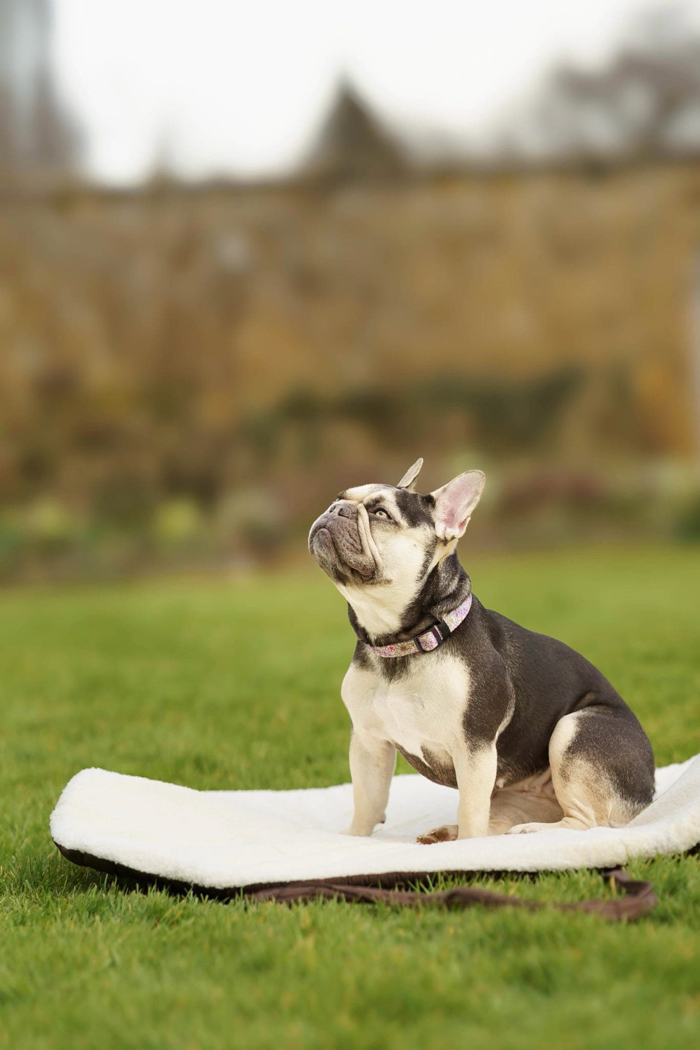 Pastel Pooch Boutique ® Luxe Quilted Bouclé Settle Mat