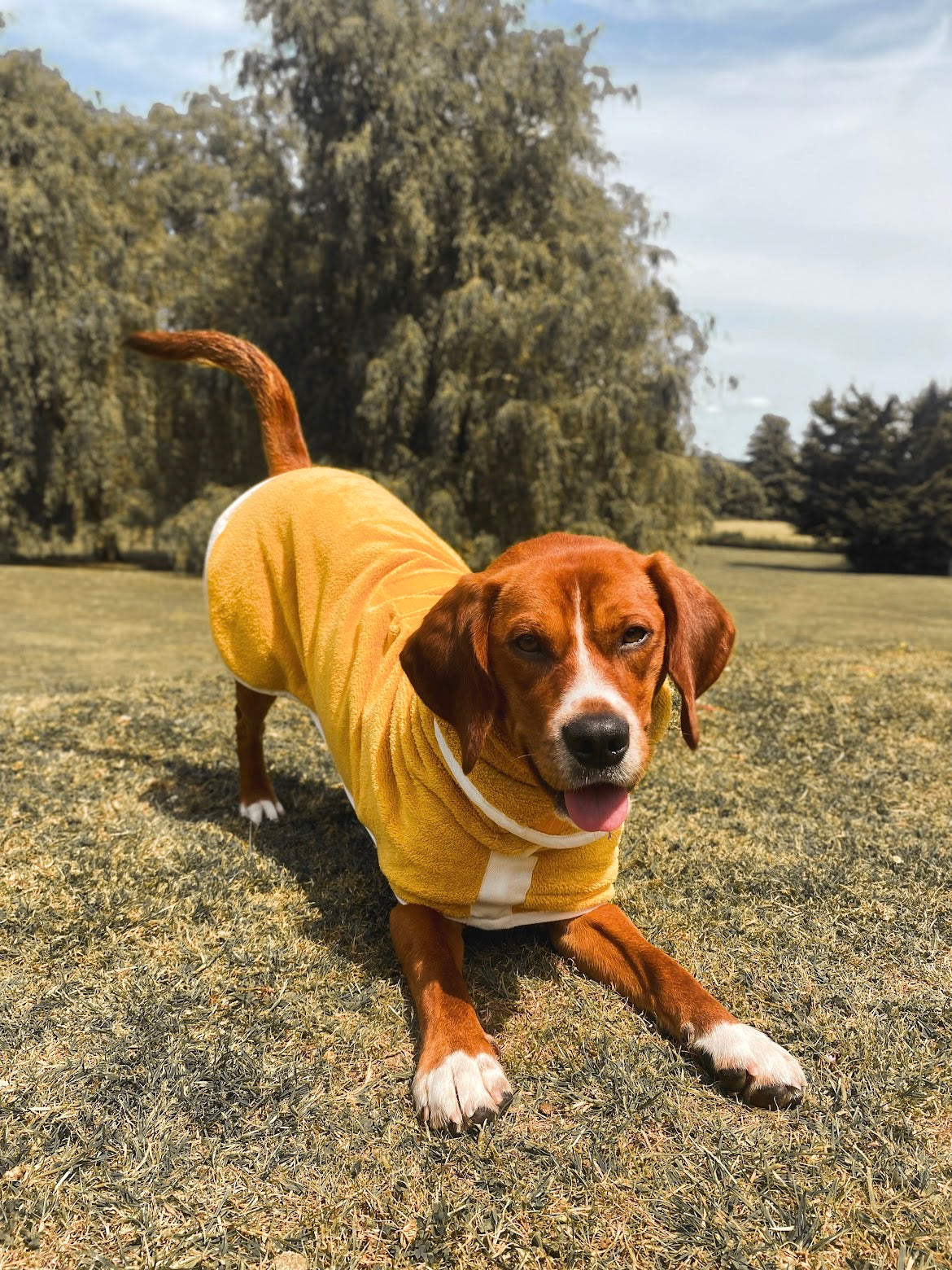 Pastel Pooch Boutique ® Dog Drying Coat (Gen 1 - The Original) Clearance Sale