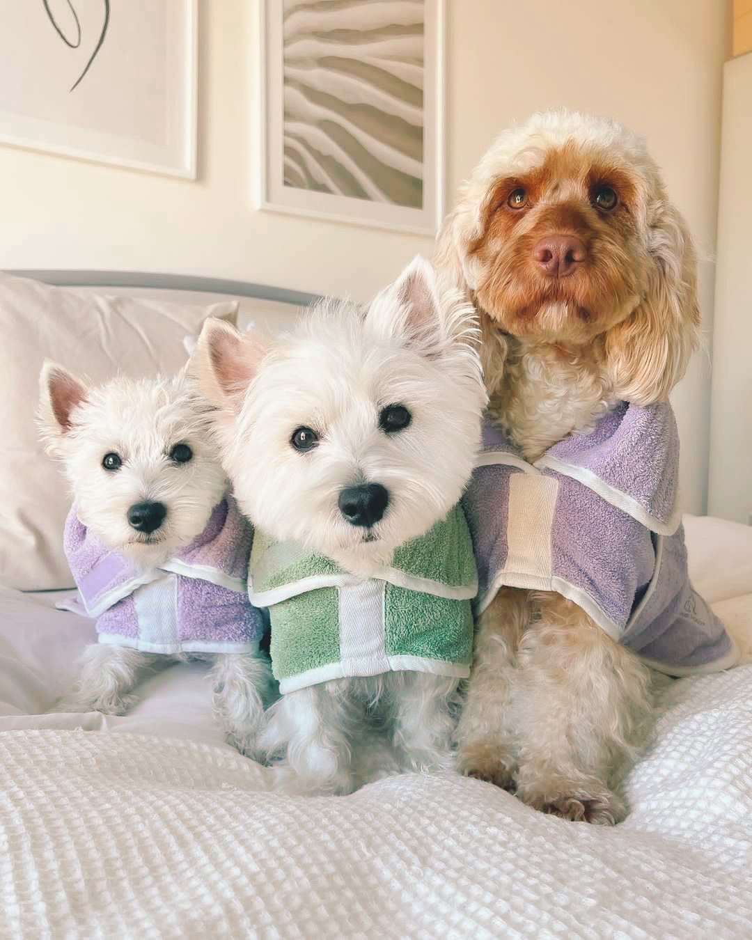 Pastel Pooch Boutique ® Dog Drying Coat (Gen 1 - The Original) Clearance Sale