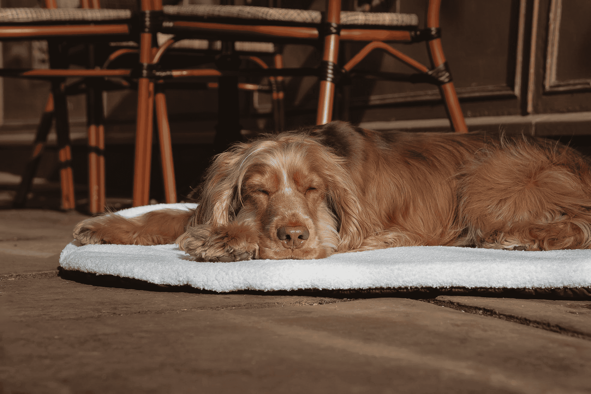 Pastel Pooch Boutique ® Luxe Quilted Bouclé Settle Mat