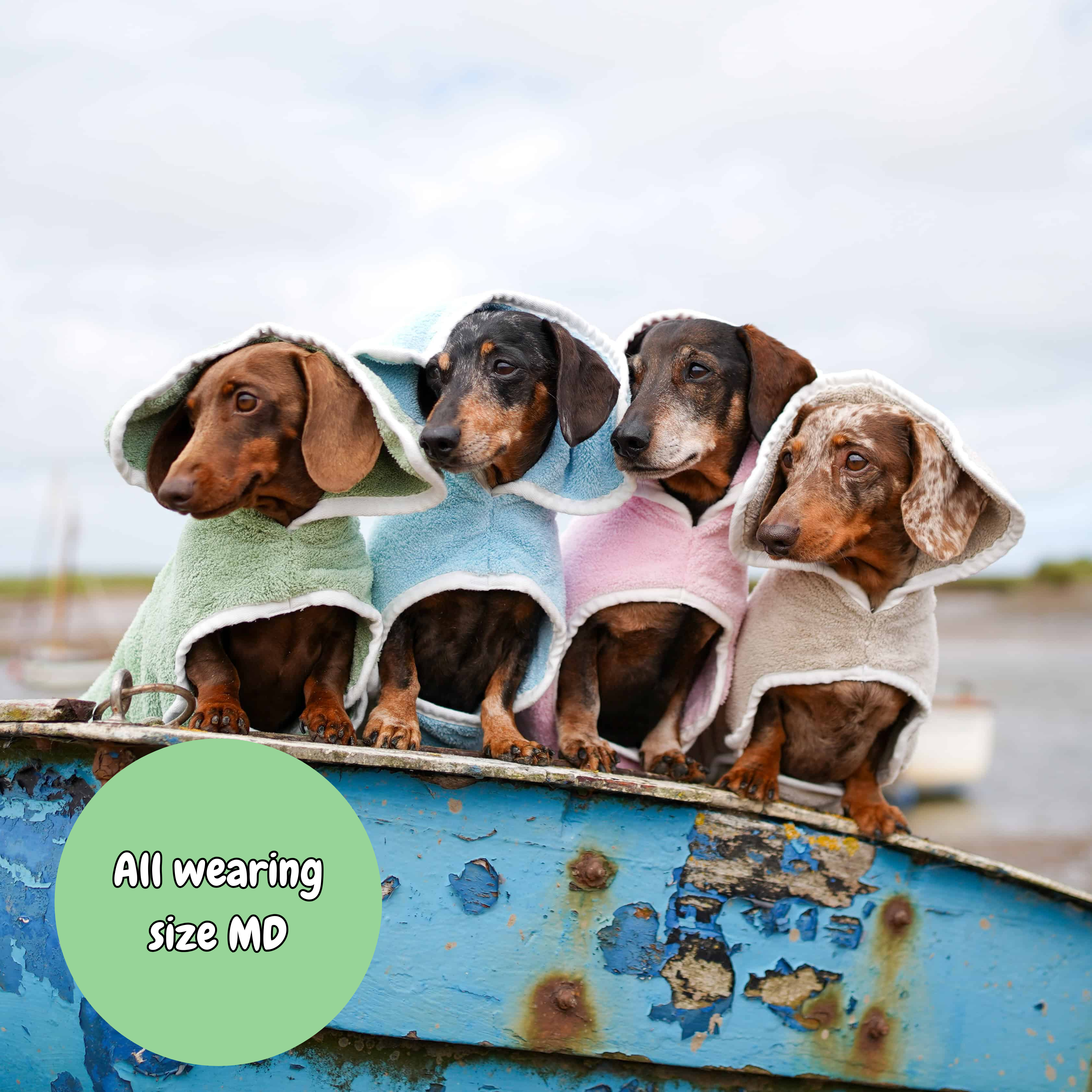 Four dachshunds in colorful coats sitting on a blue vehicle with a text overlay indicating size MD.