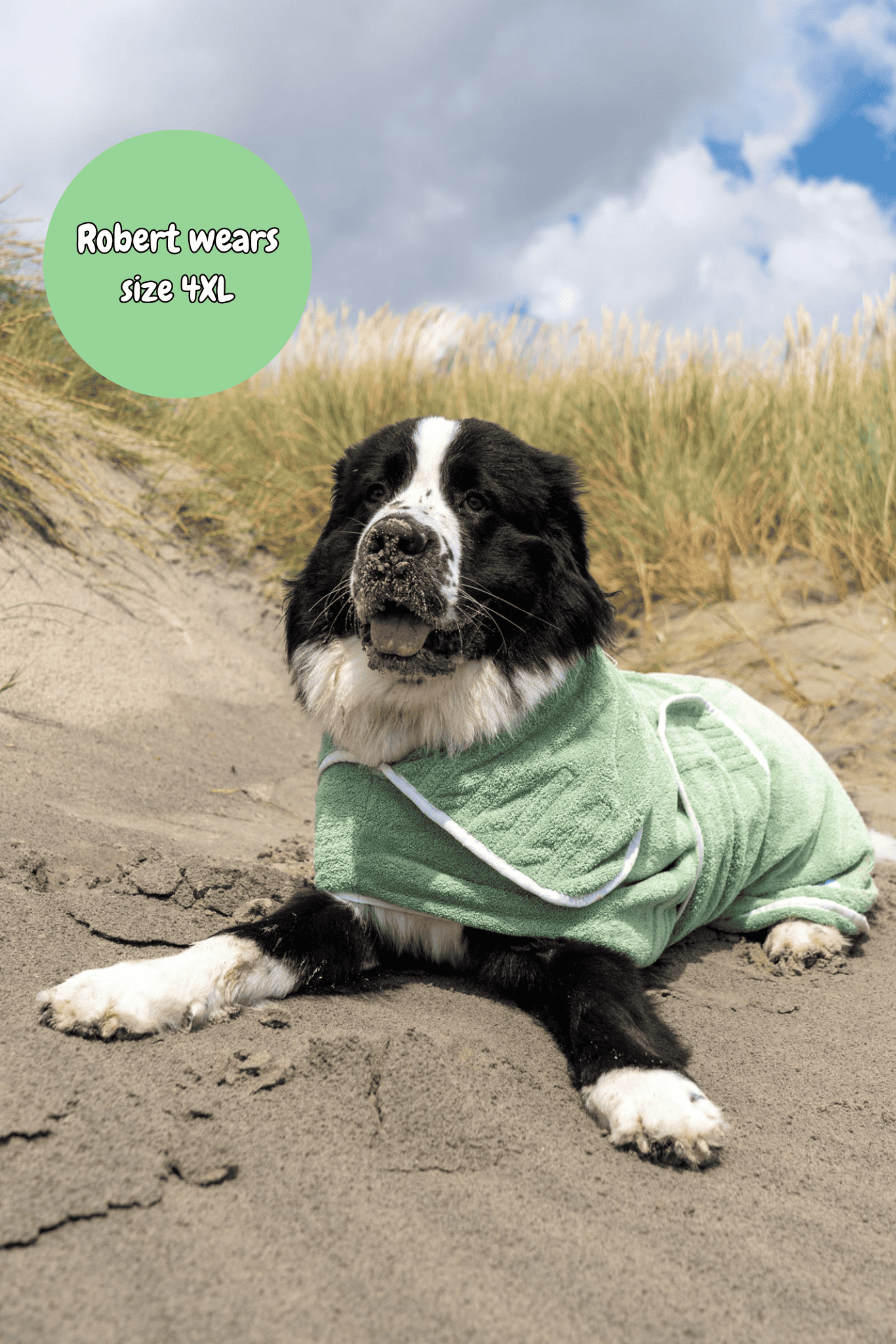 Dog wearing a green towel on a sandy beach with grass and blue sky in the background.