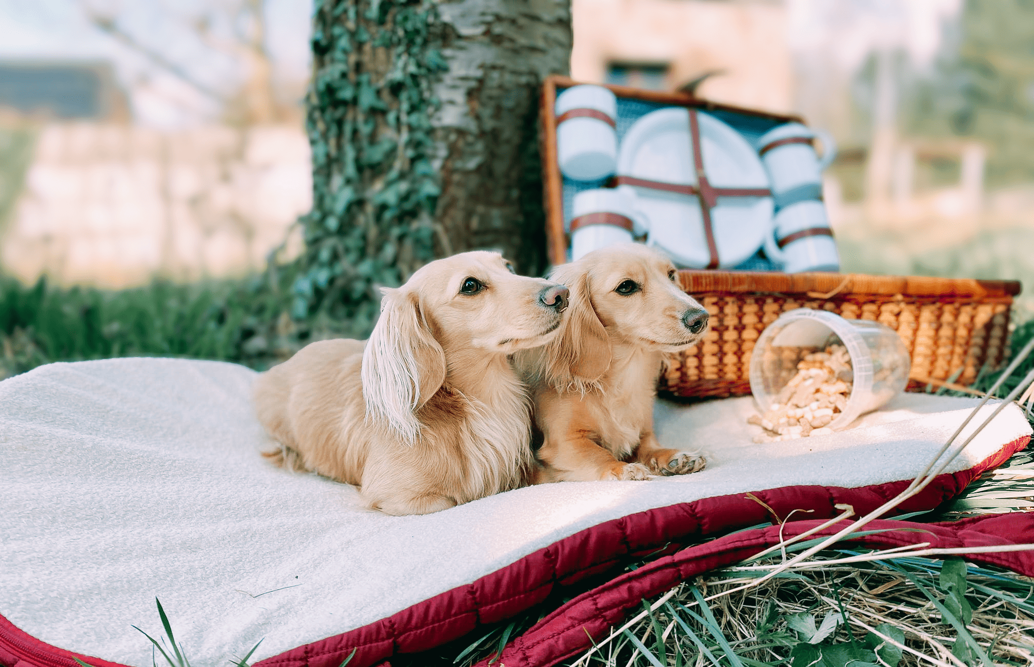 Pastel Pooch Boutique ® Luxe Quilted Bouclé Settle Mat