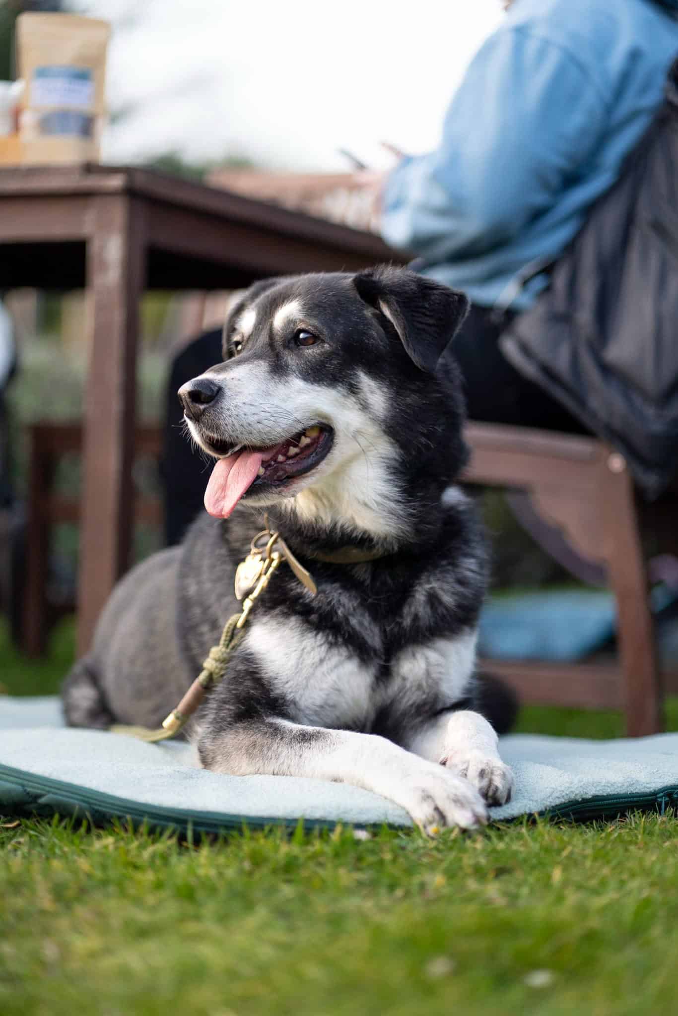 Pastel Pooch Boutique ® Luxe Quilted Bouclé Settle Mat