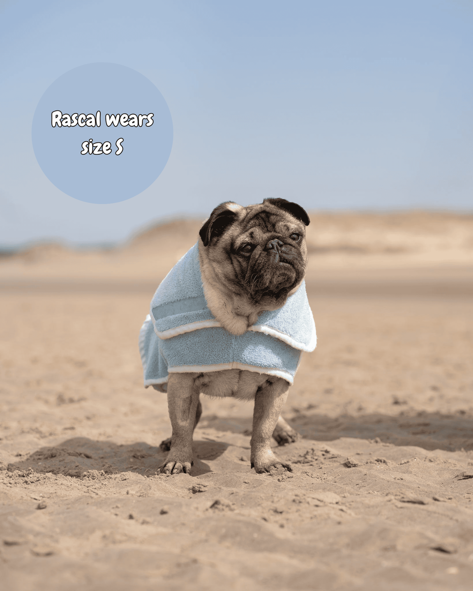 Pug wearing a blue towel on a sandy beach with text indicating &