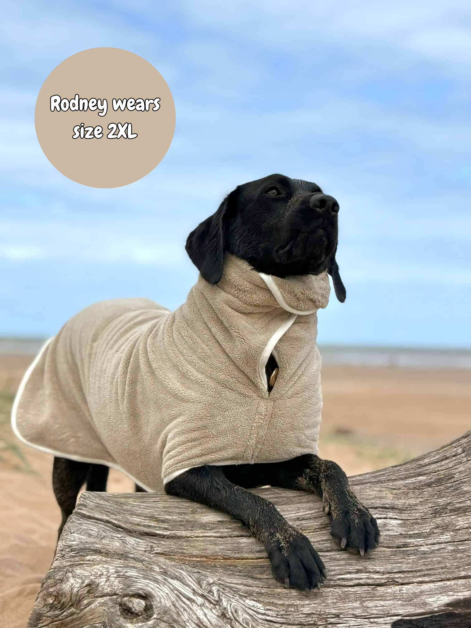 Black dog wearing a beige robe on a wooden log with a beach background