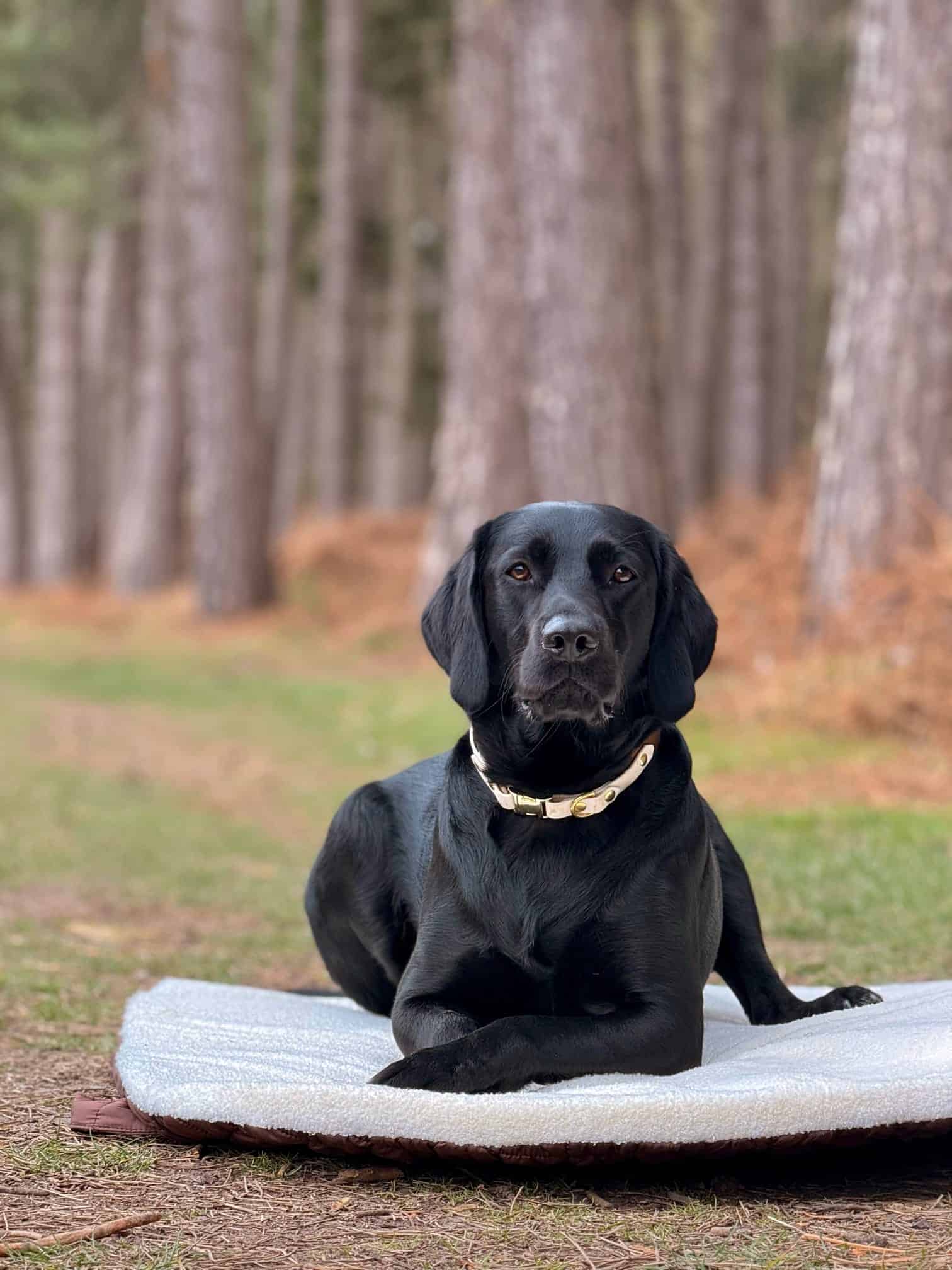Pastel Pooch Boutique ® Luxe Quilted Bouclé Settle Mat