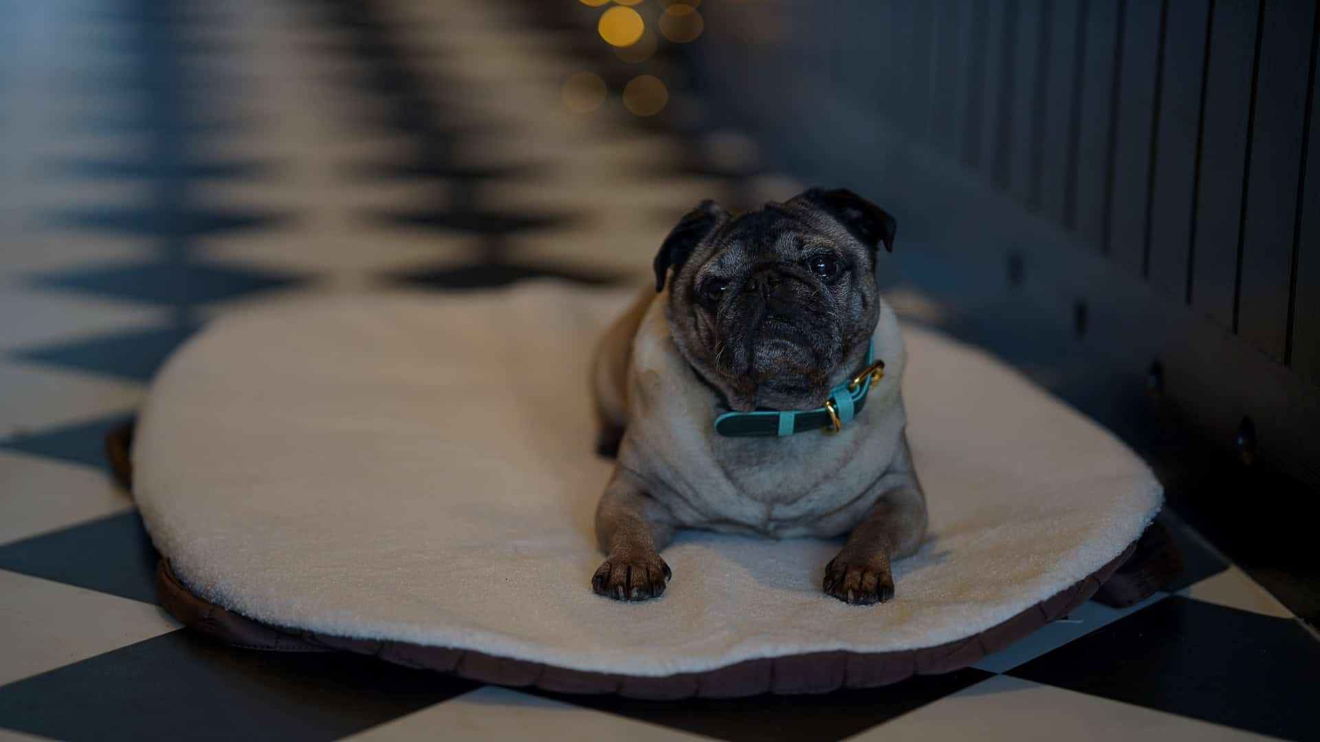 Pastel Pooch Boutique ® Luxe Quilted Bouclé Settle Mat