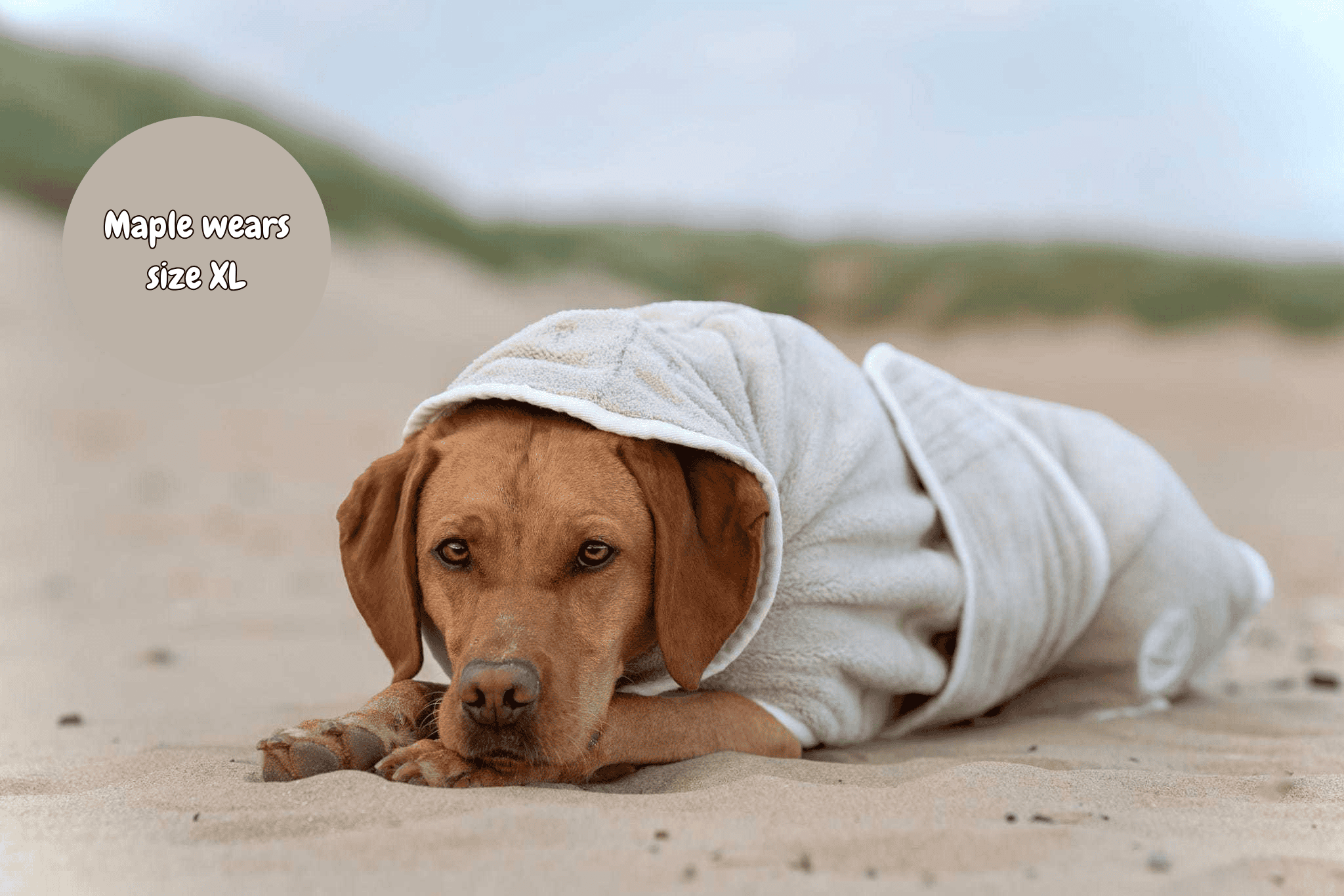 Dog wrapped in drying towel on a sandy beach