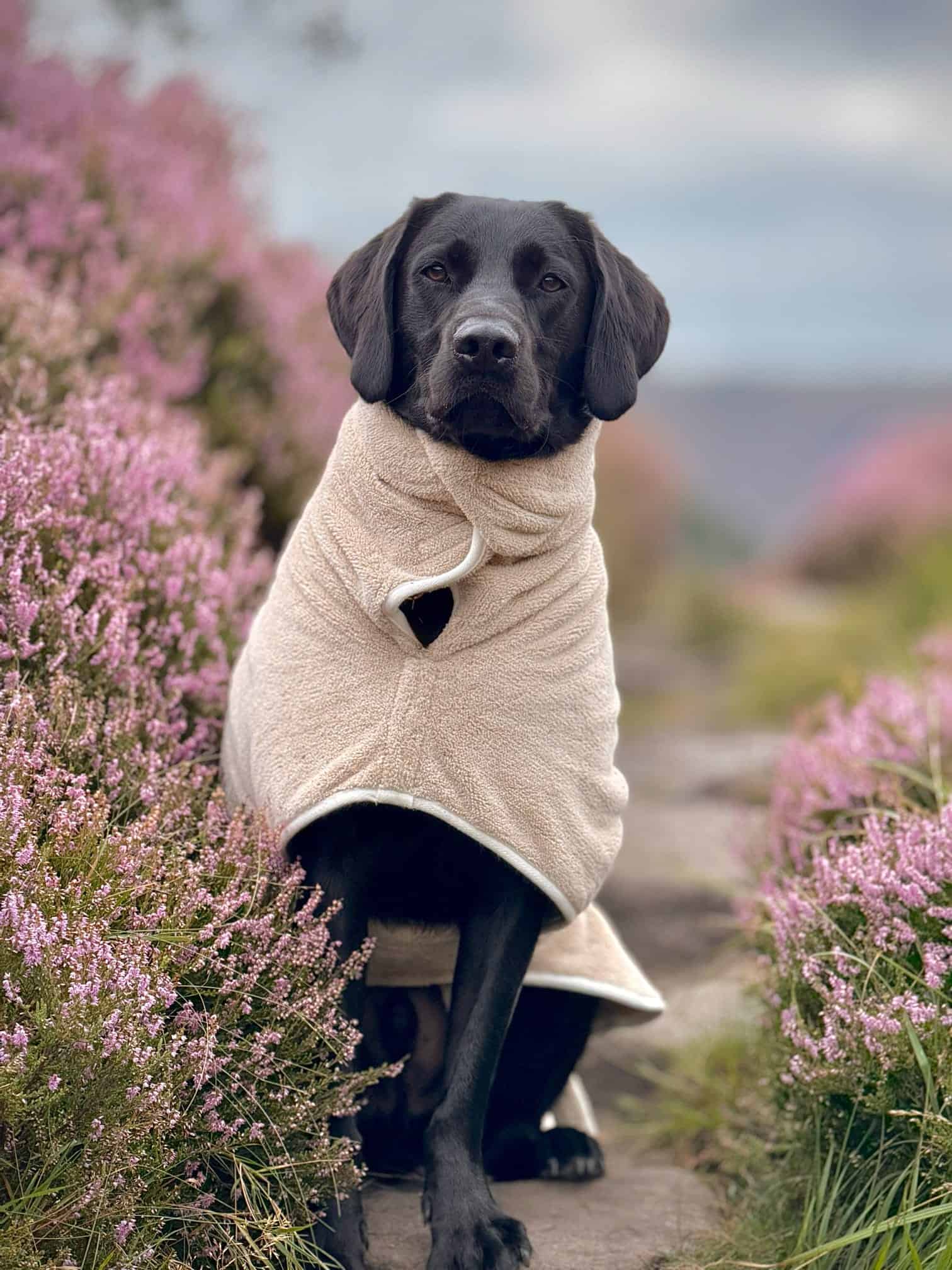 Pastel Pooch Boutique ® Dog Drying Coat