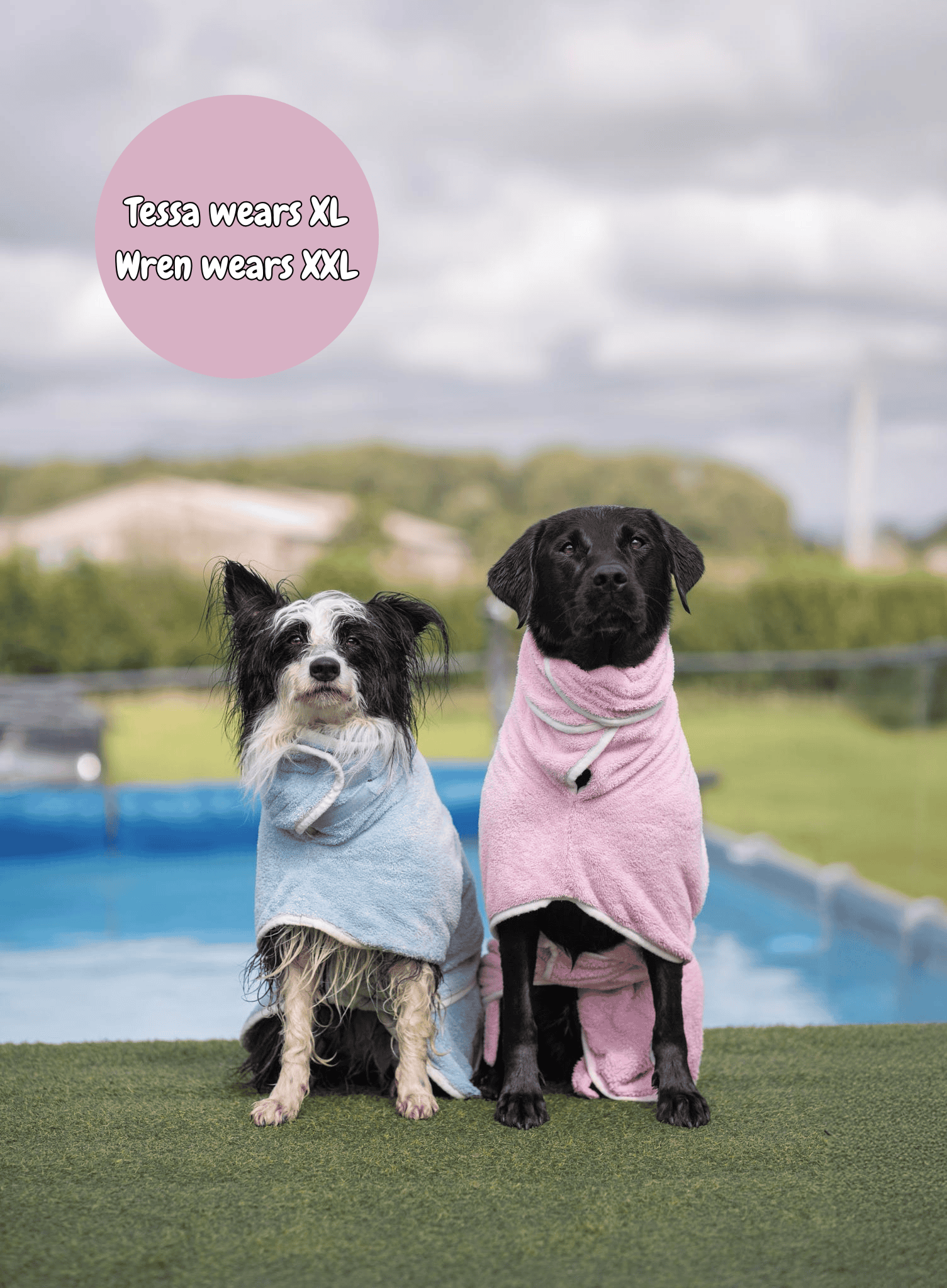 Two dogs wearing bath robes by a pool with text indicating size differences.