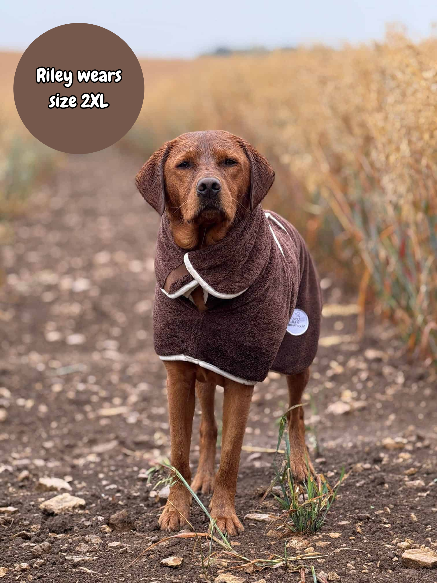 Dog wearing a brown robe standing in a field with text indicating size 2XL.