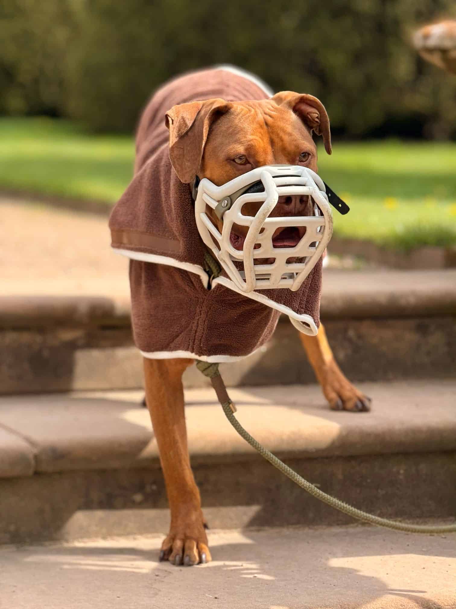 Pastel Pooch® Dog Drying Coat (Gen 2- The Modified)