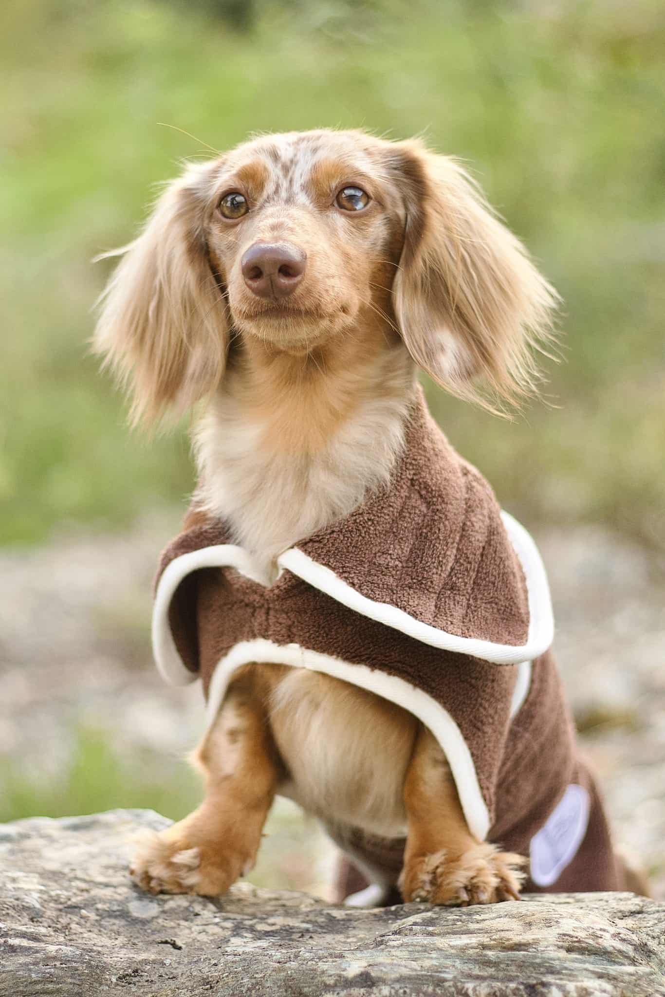 Pastel Pooch® Dog Drying Coat (Gen 2- The Modified)