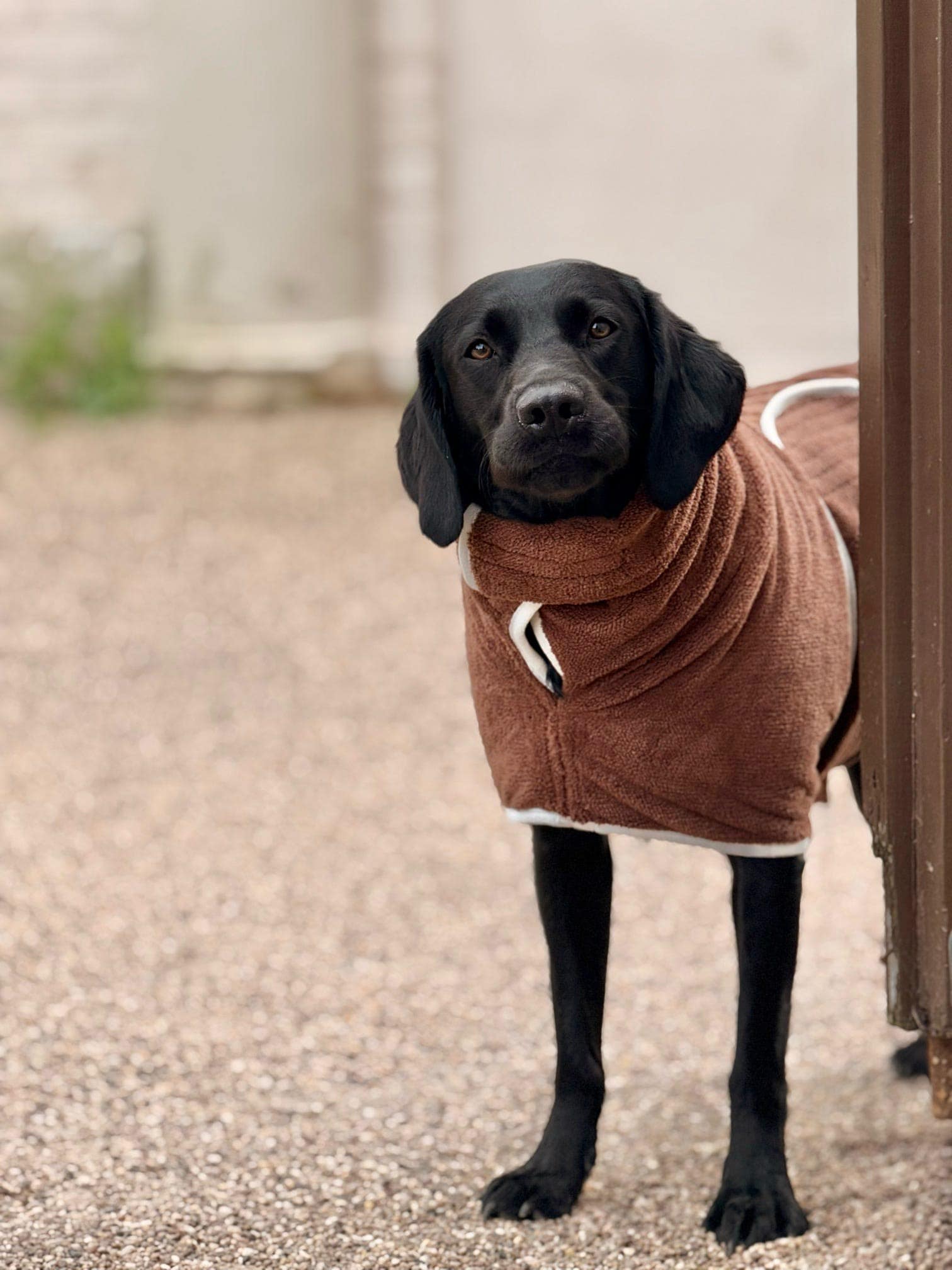 Pastel Pooch® Dog Drying Coat (Gen 2- The Modified)