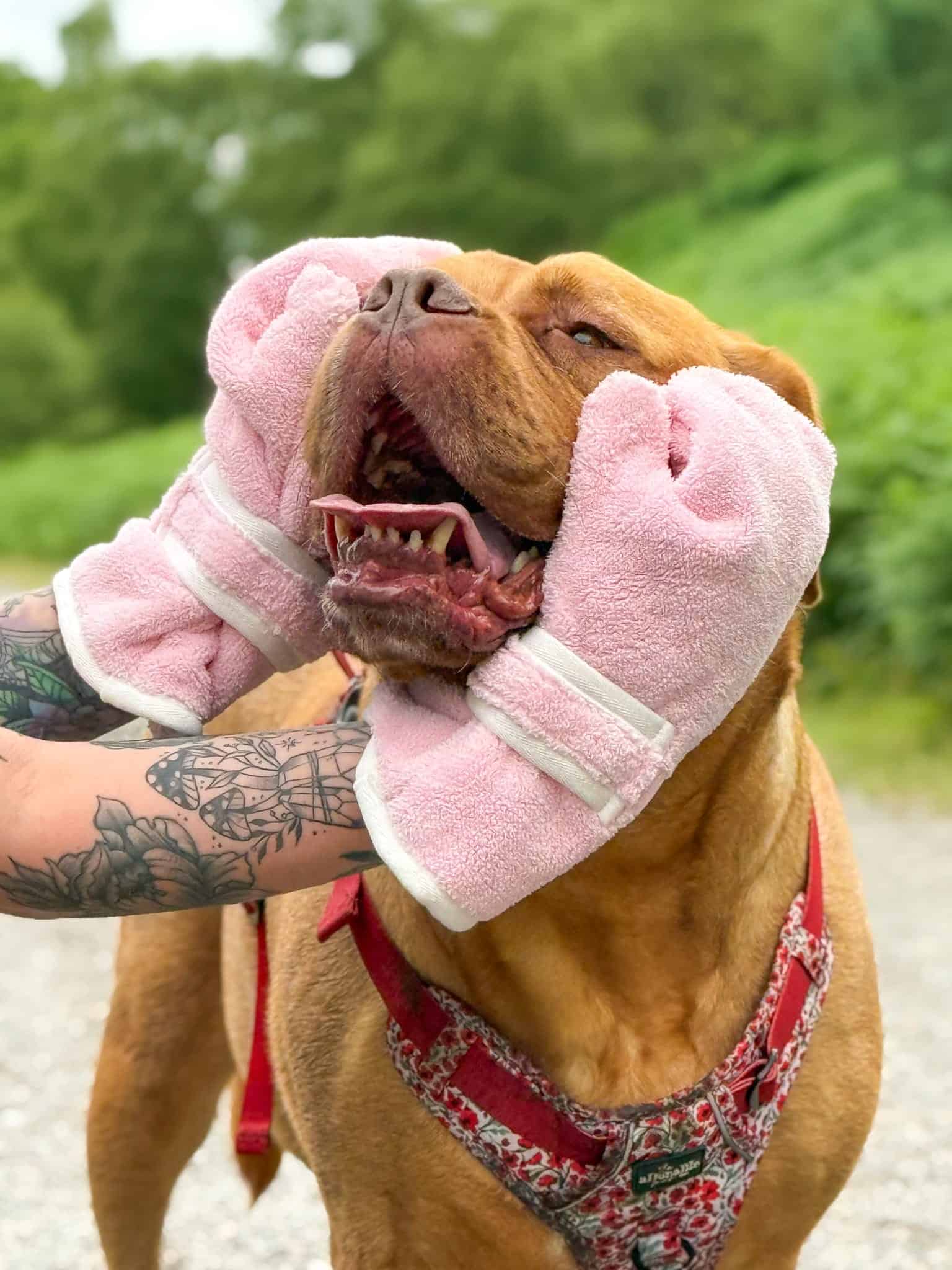 Pastel Pooch Boutique ® Dog Drying Gloves