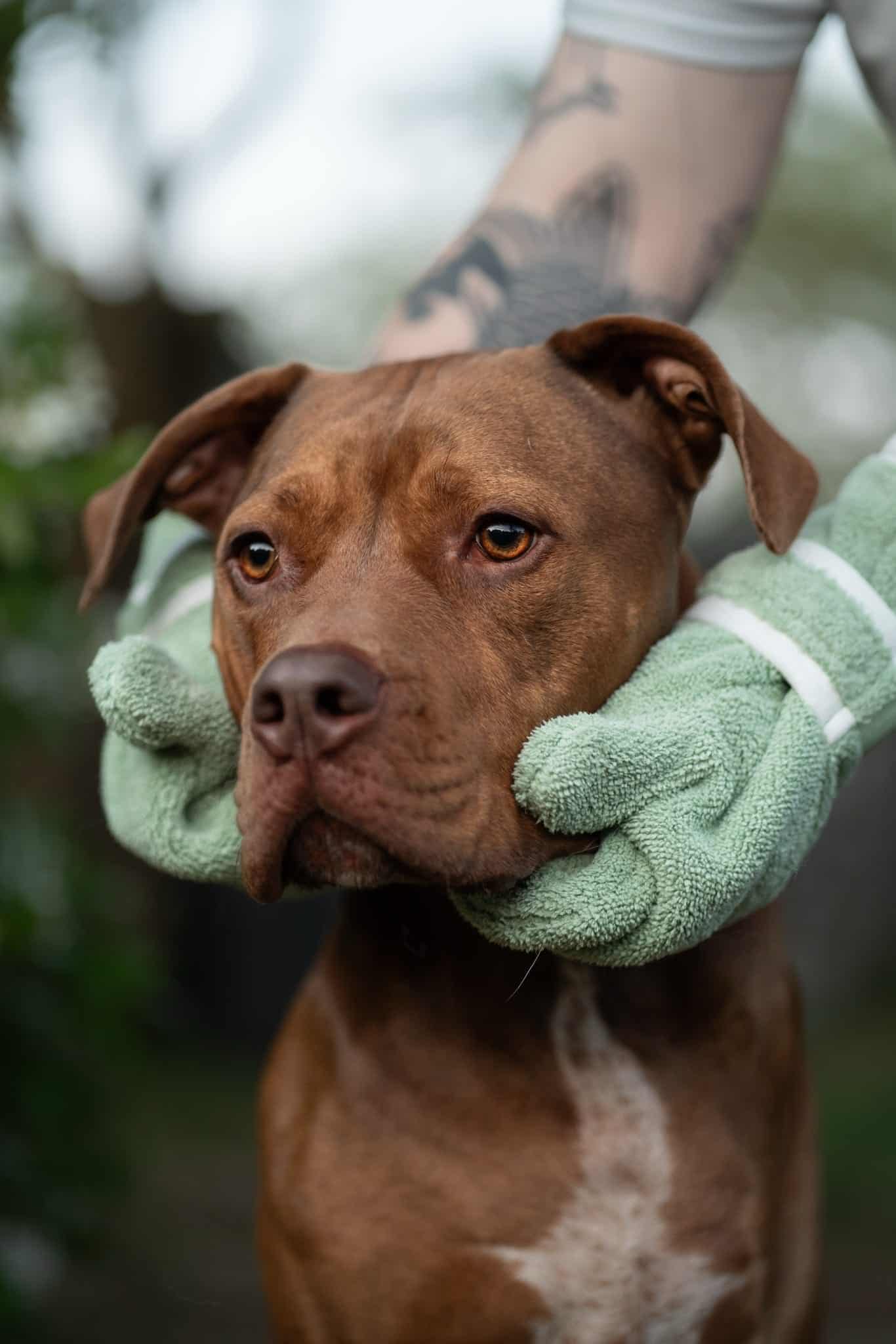 Dog Drying Gloves