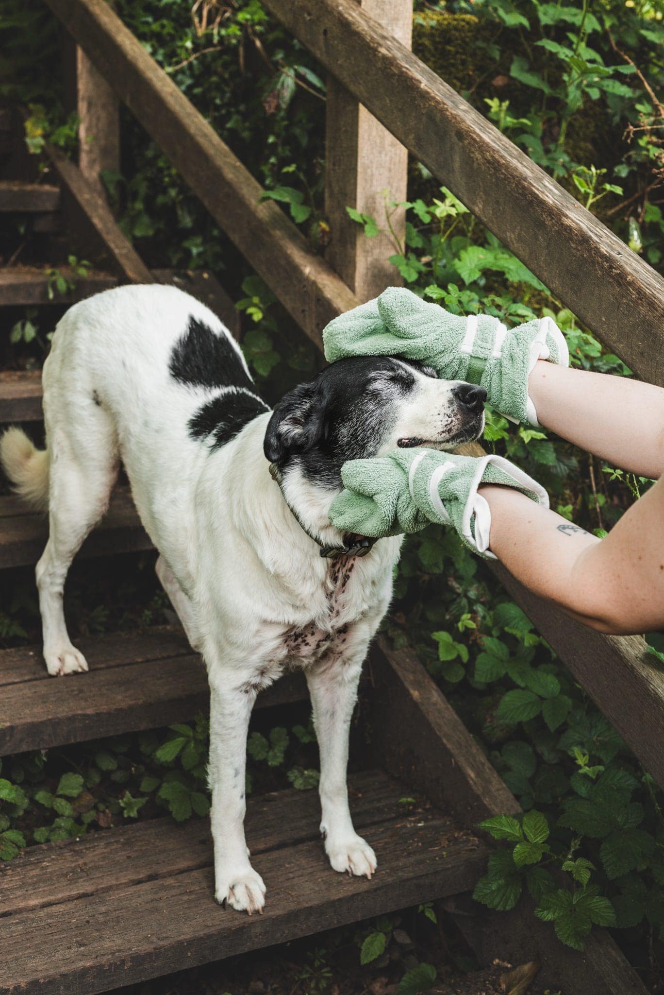 Dog Drying Gloves