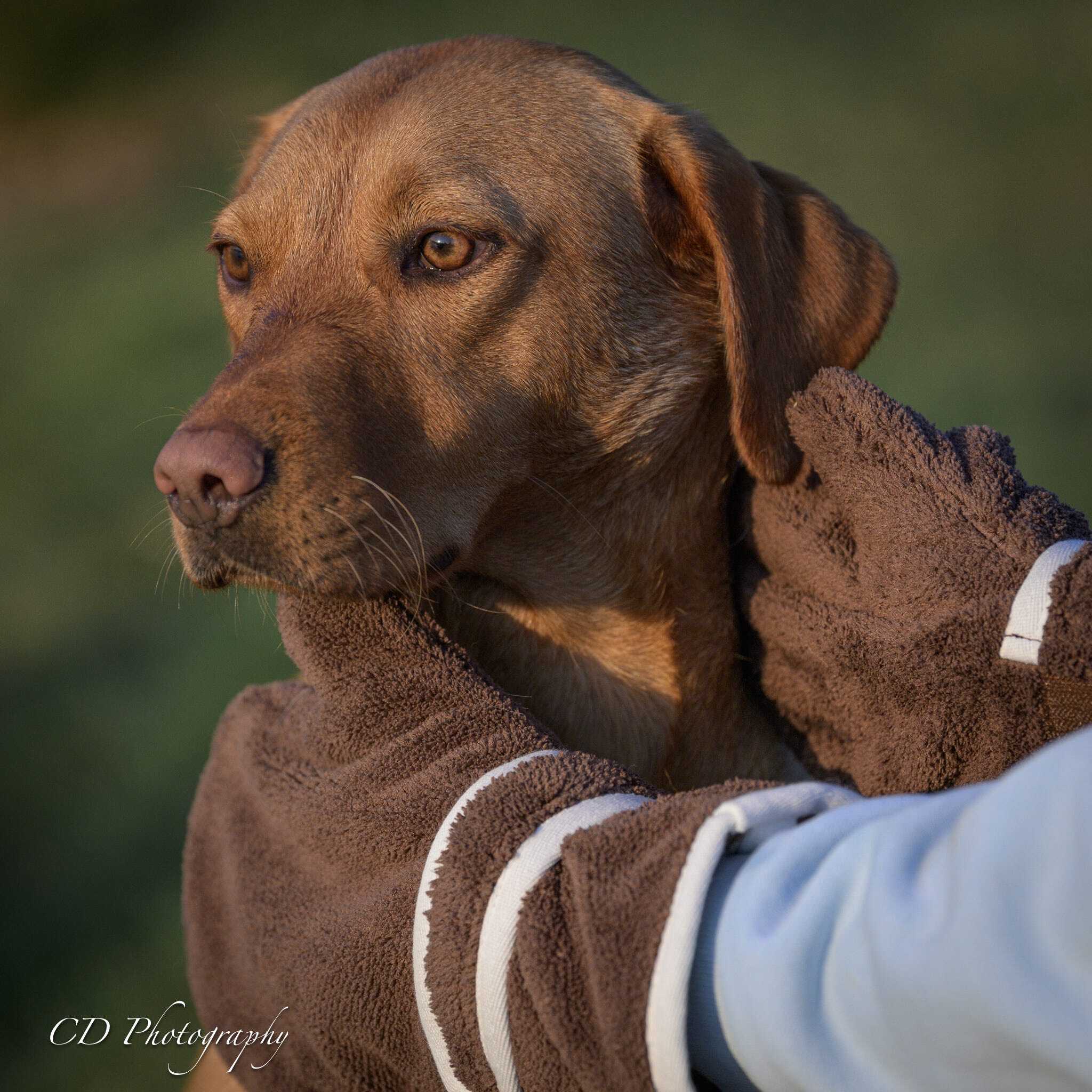 Dog Drying Gloves