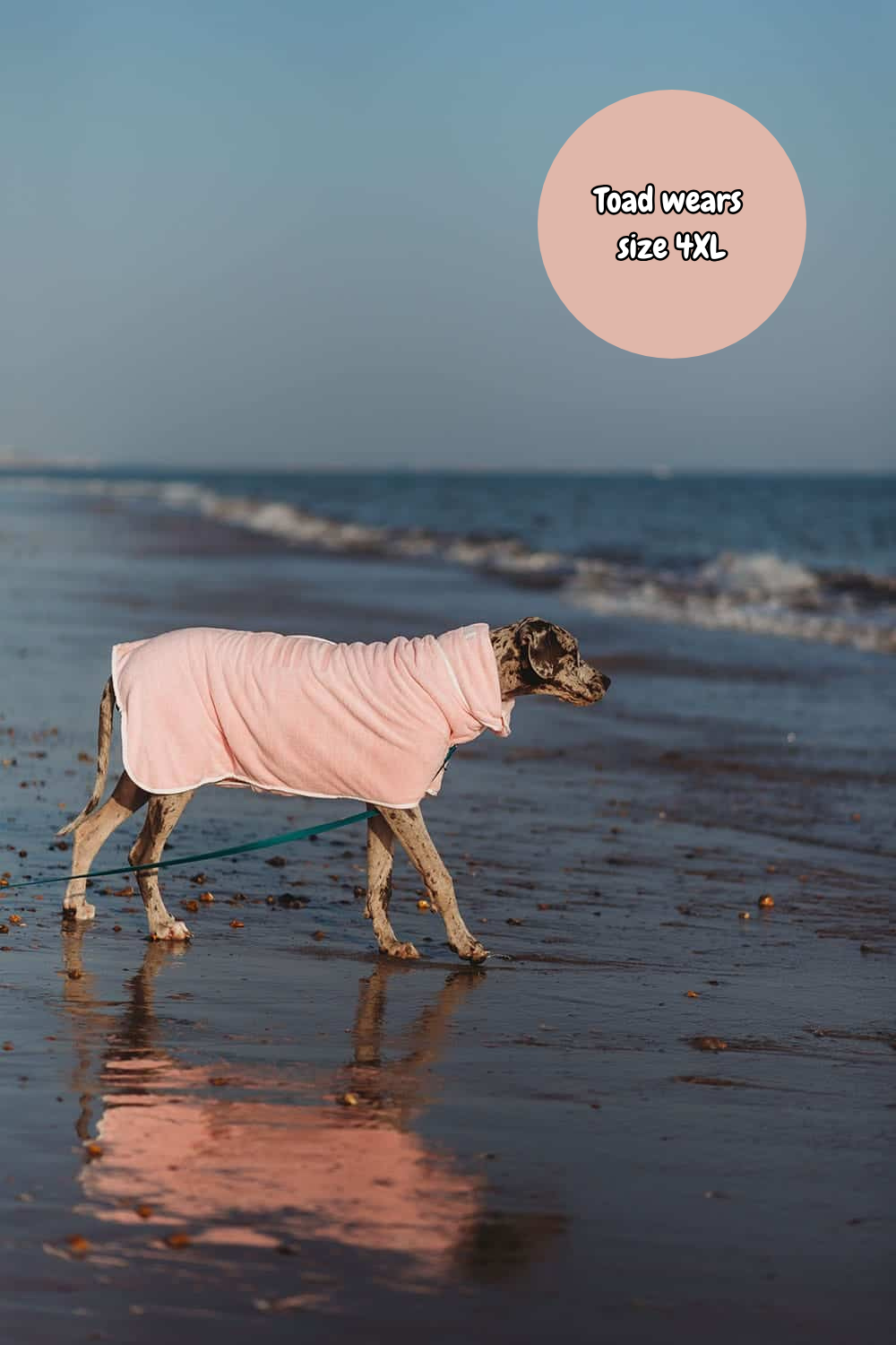 Dog wearing a pink coat walking on a beach with text indicating coat size.