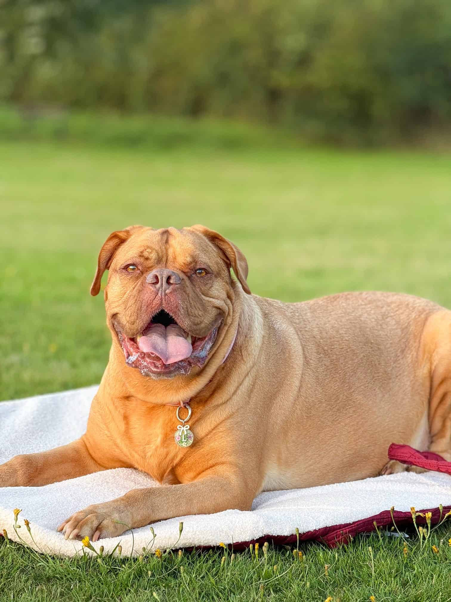 Pastel Pooch Boutique ® Luxe Quilted Bouclé Settle Mat