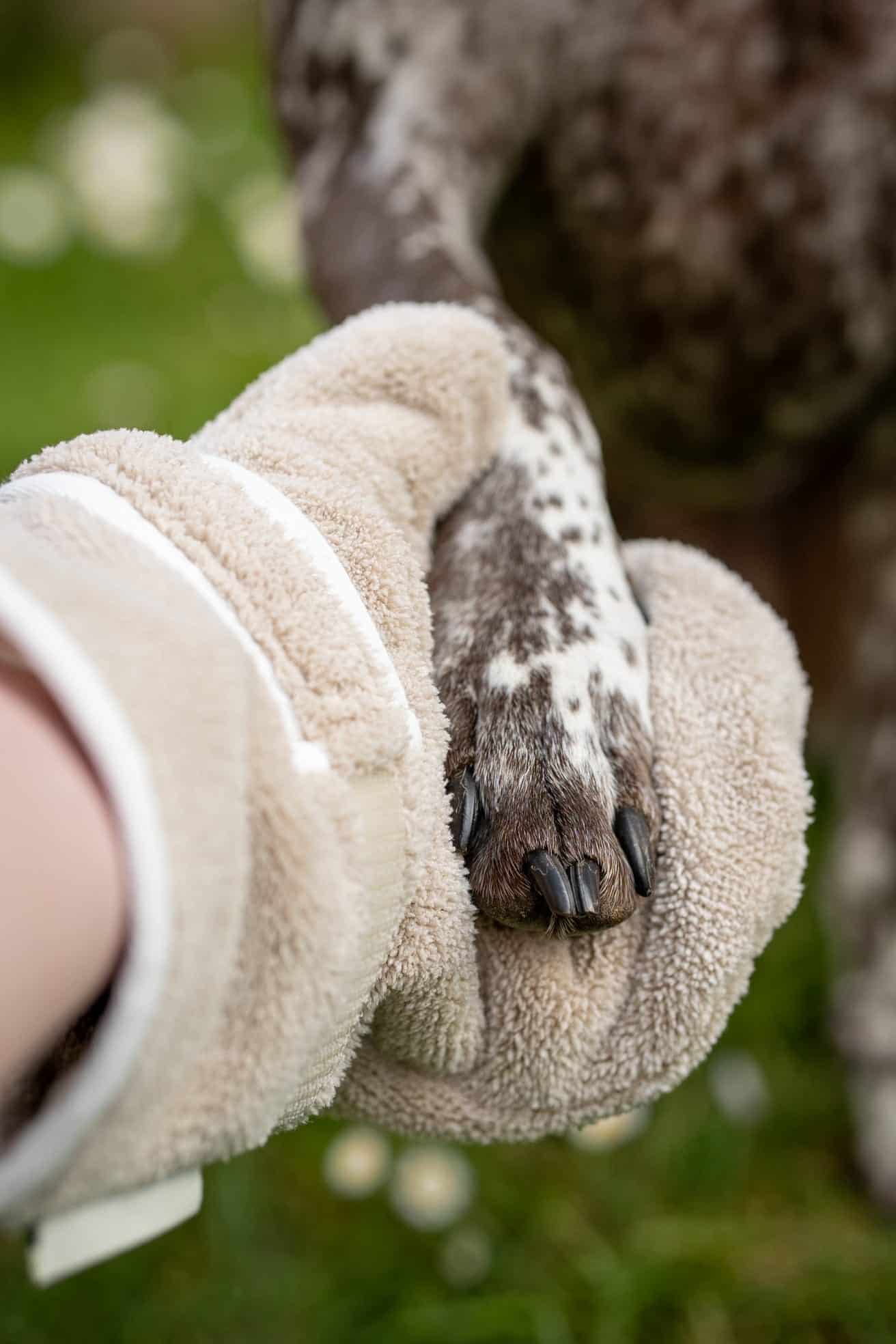 Pastel Pooch Boutique ® Dog Drying Gloves