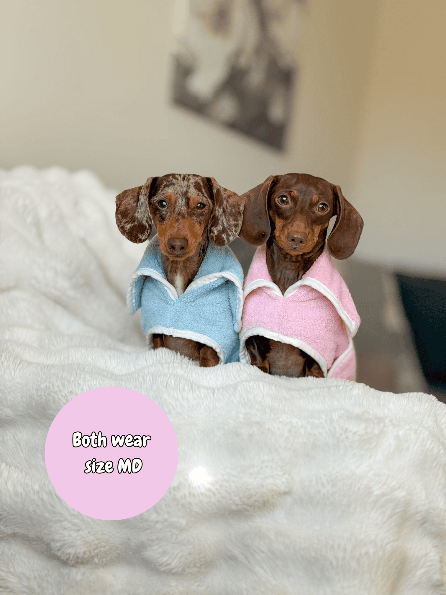 Two small dogs wearing blue and pink robes on a white blanket.
