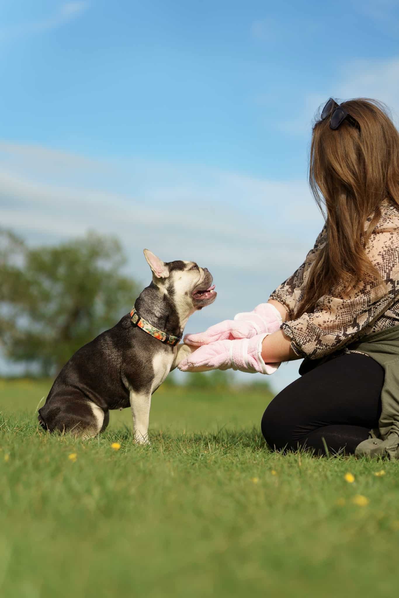 Pastel Pooch Boutique ® Dog Drying Gloves