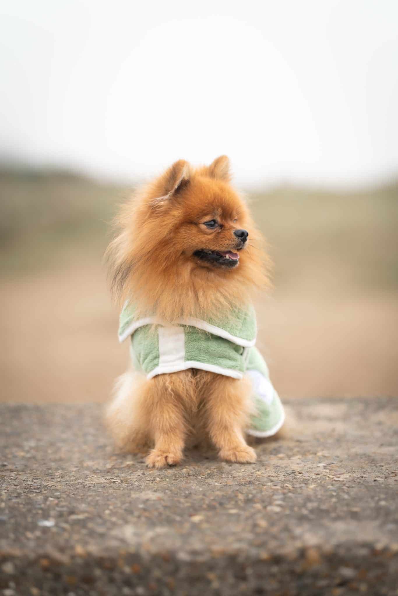 Pastel Pooch Boutique ® Dog Drying Coat (Gen 1 - The Original) Clearance Sale