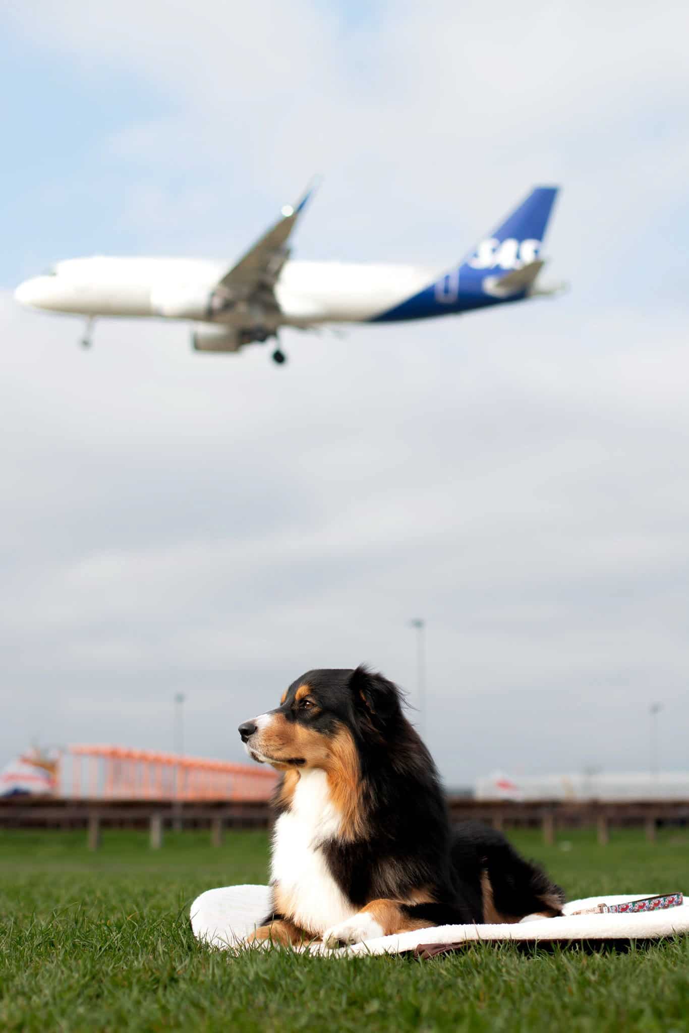 Pastel Pooch Boutique ® Luxe Quilted Bouclé Settle Mat