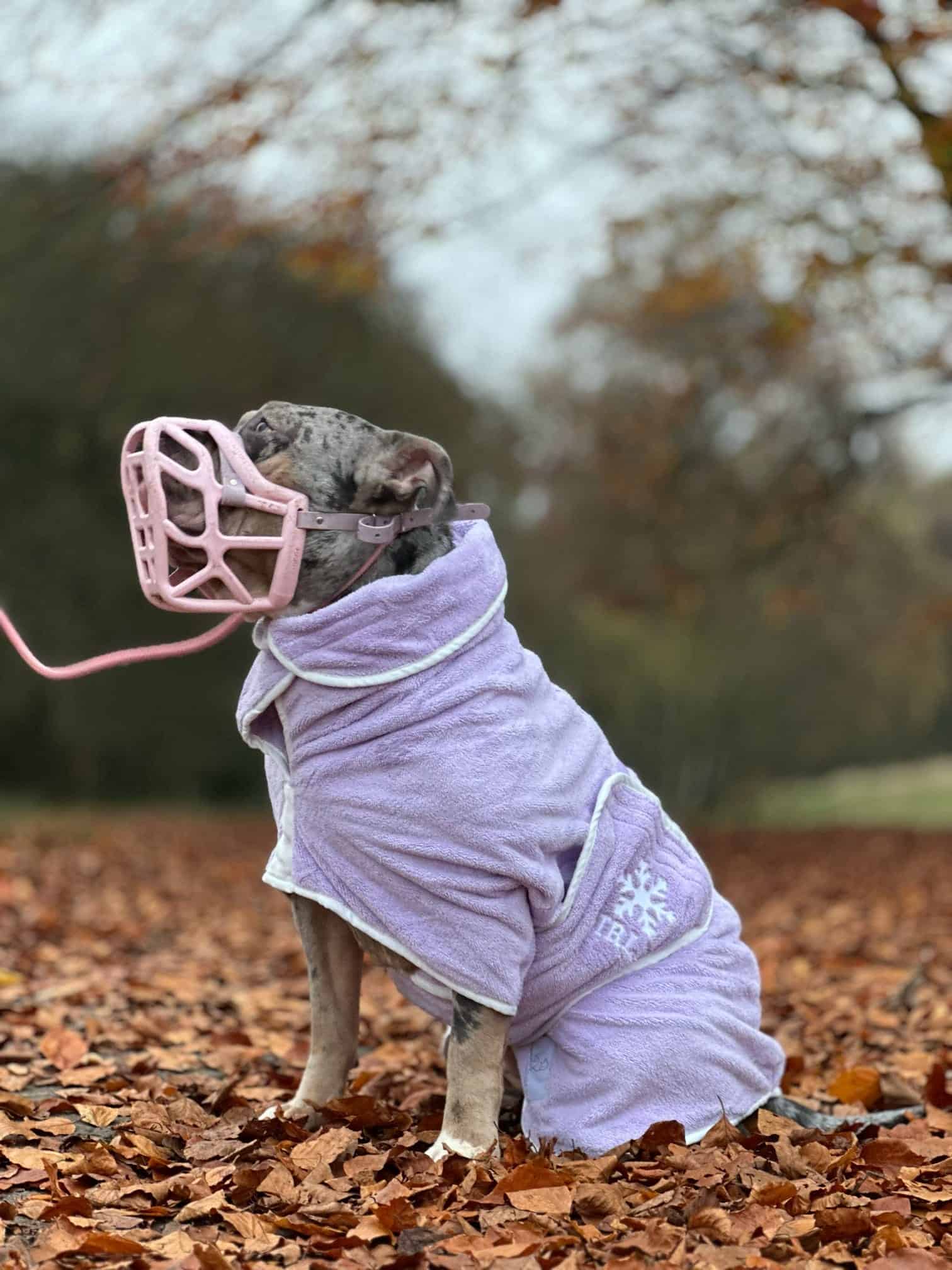 xl bully drying robe