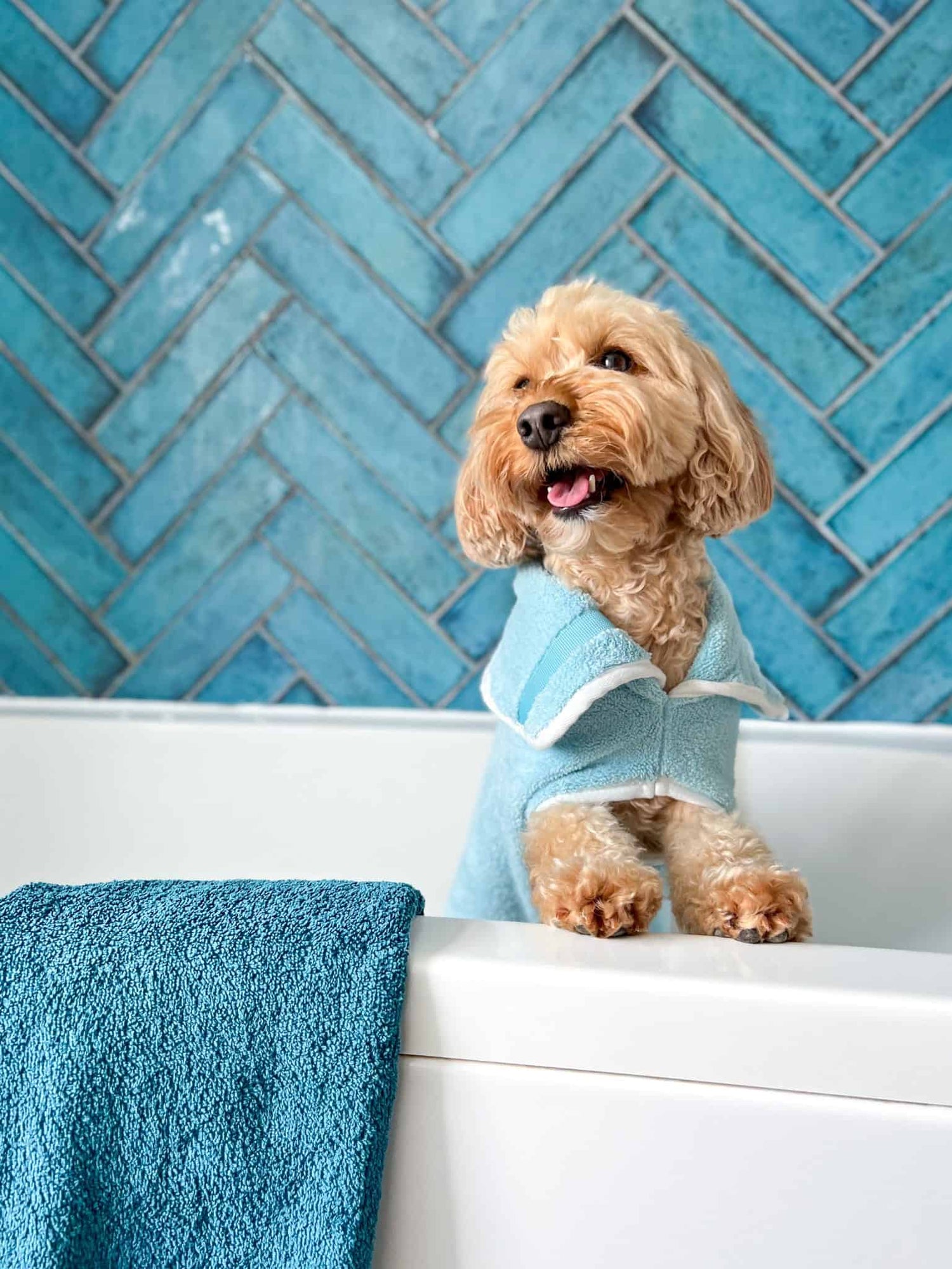 Can You Let a Dog Air Dry After a Bath?