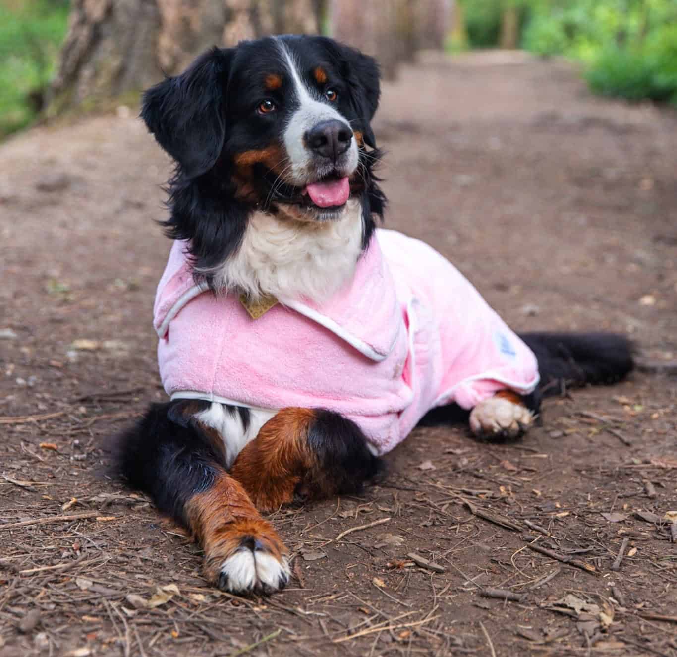 Do Dog Drying Coats Really Work?