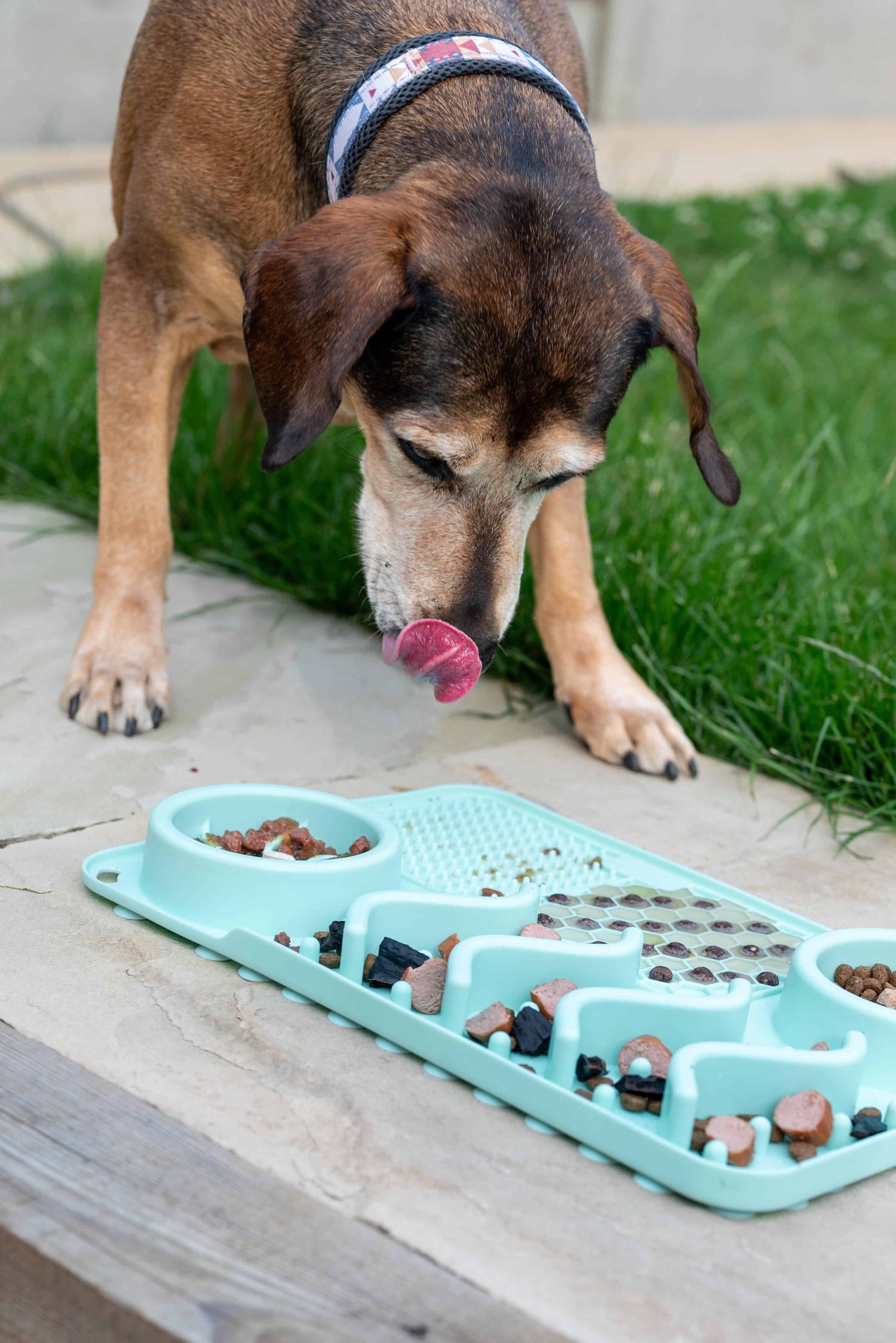 Keep Your Dog Cool in Hot Weather with an Enrichment Mat ☀️