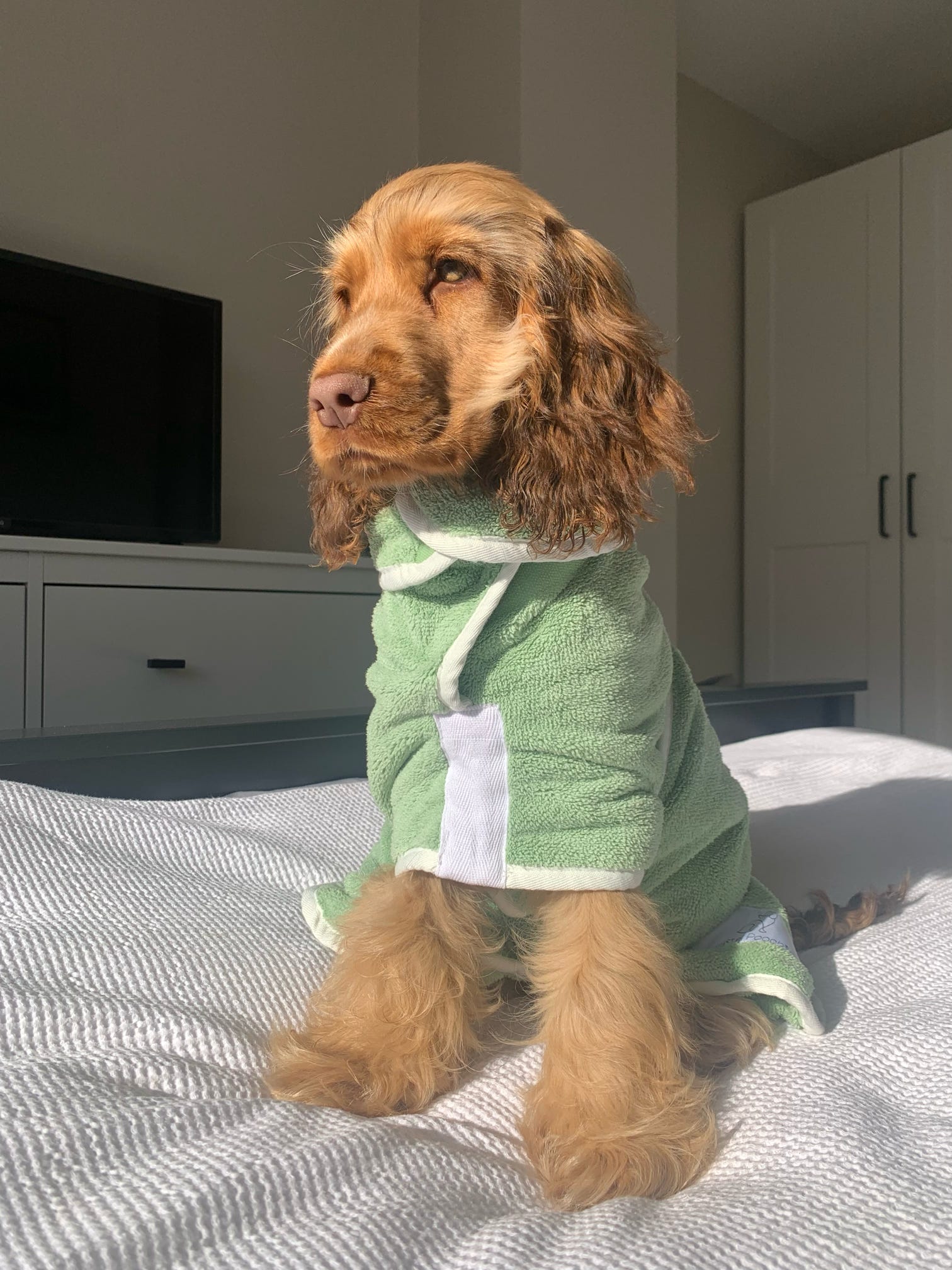 Spaniel in Green Drying Coat
