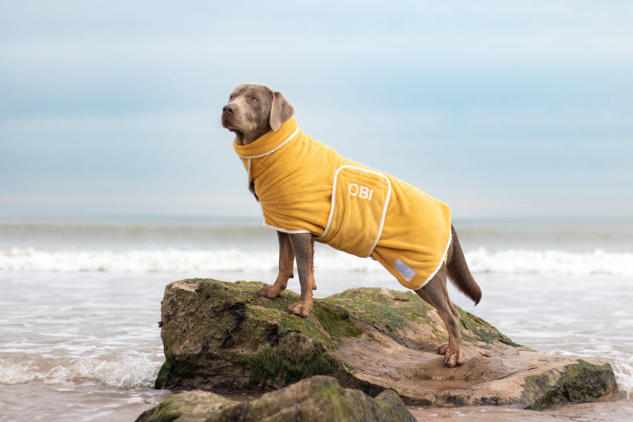 Labrador in Yellow Drying Coat